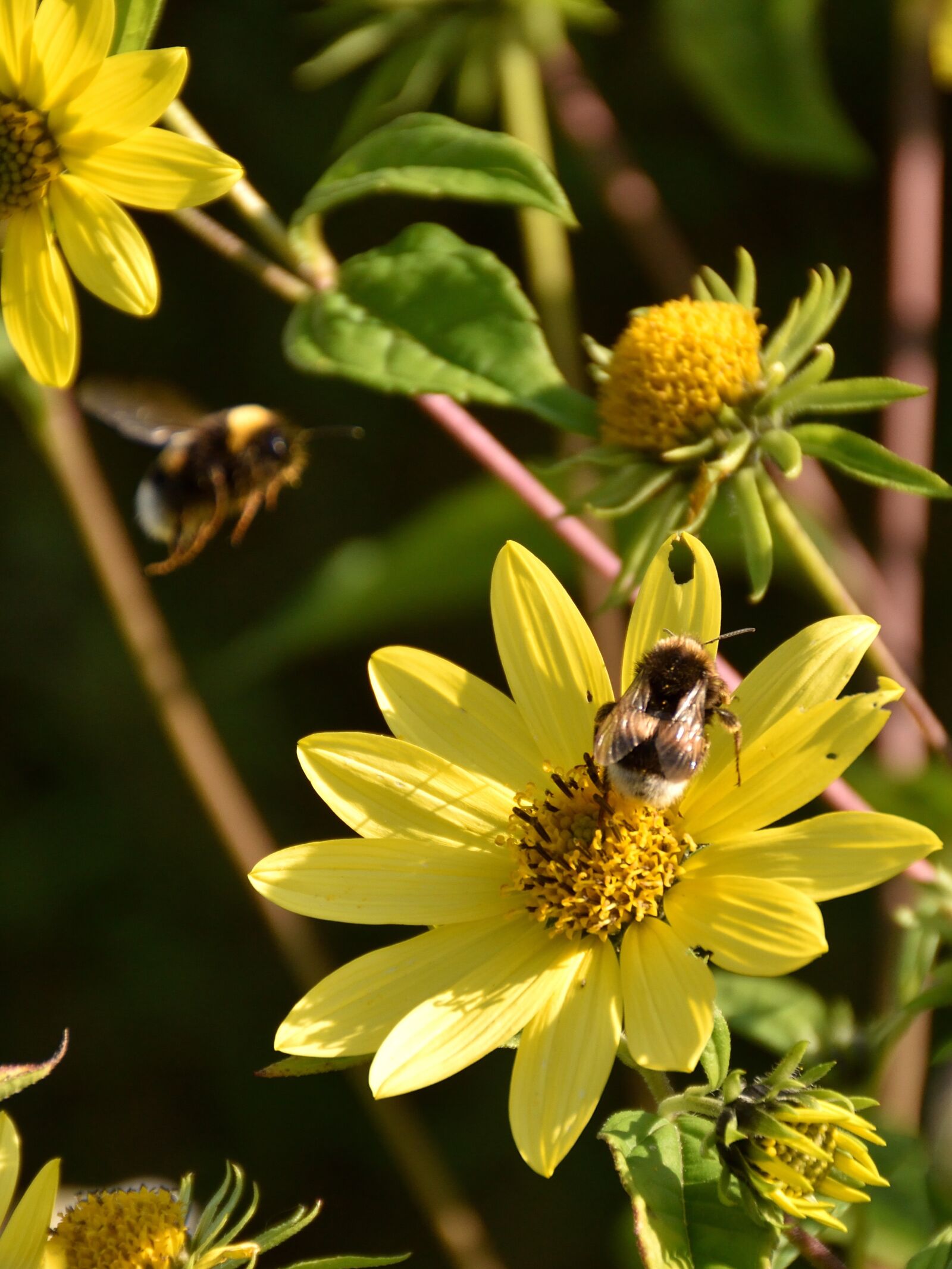 Nikon D5500 sample photo. Bees, blossom, bloom photography