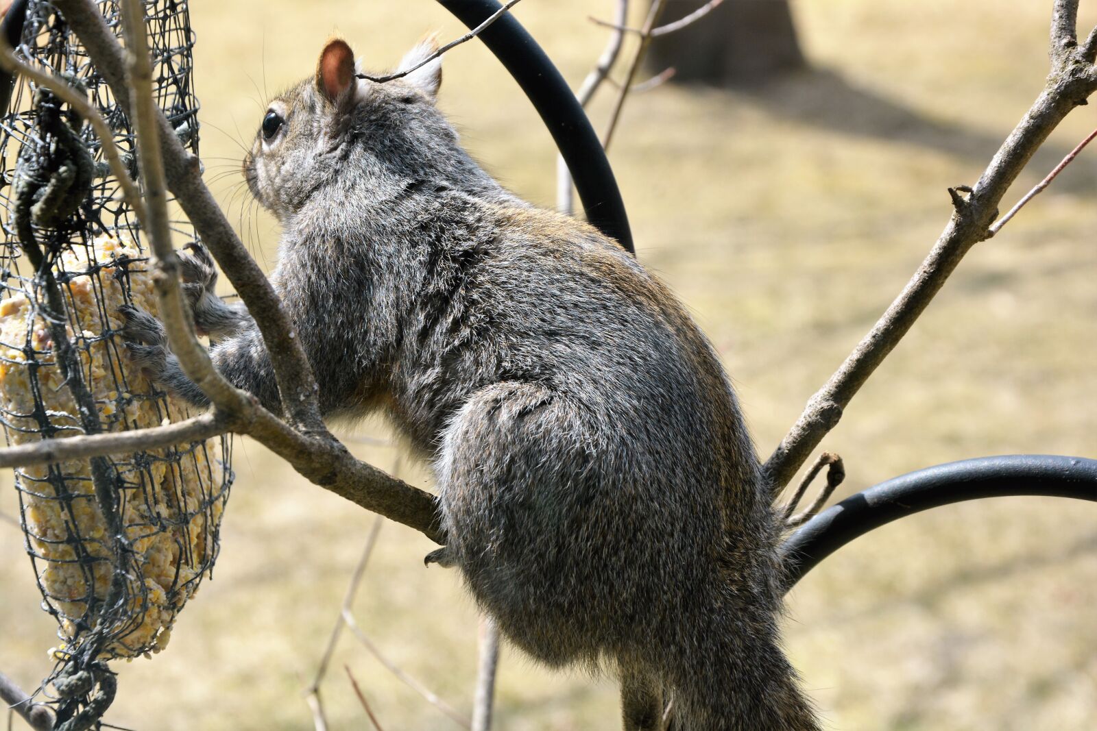 Nikon D7100 sample photo. Squirrel, young, brown photography