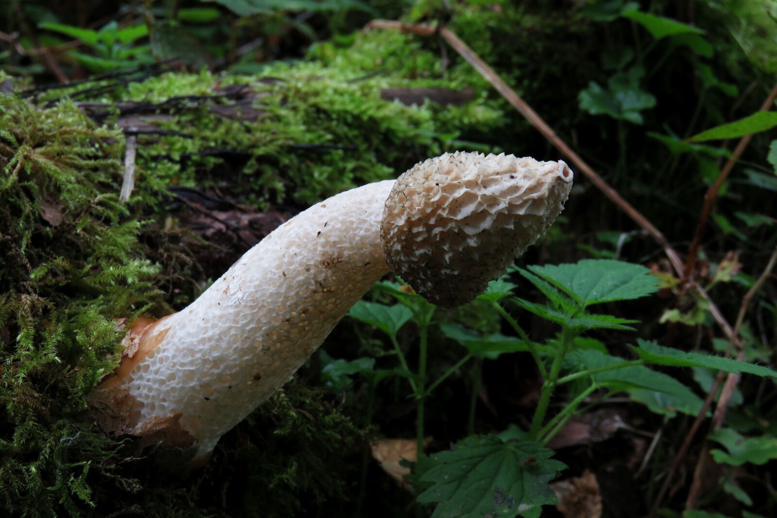 Canon PowerShot SX60 HS sample photo. Fungi, champignon, mushroom photography