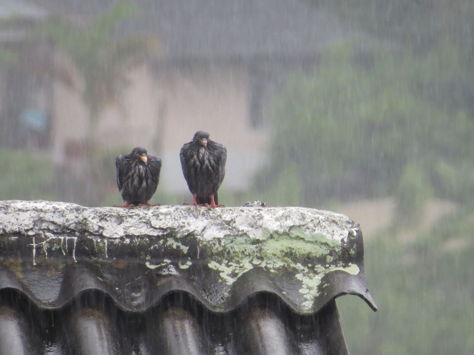 Canon PowerShot SX50 HS sample photo. Birds, fauna, rain photography