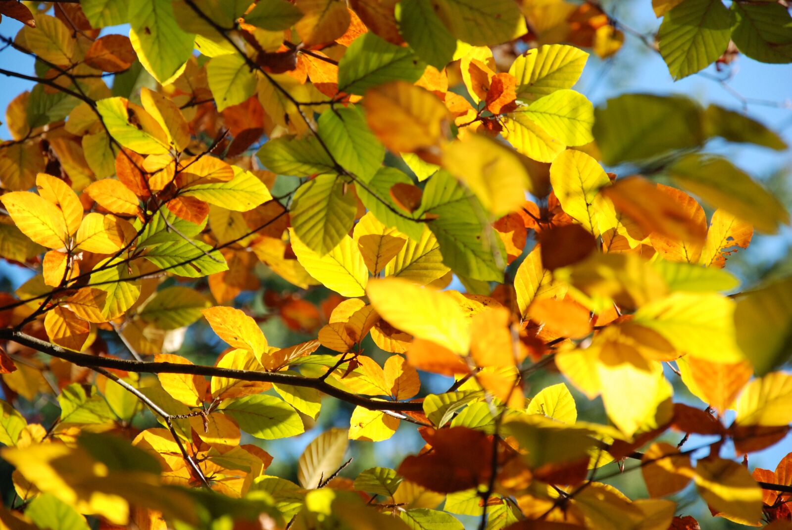 Nikon D80 sample photo. Autumn, leaves, light photography