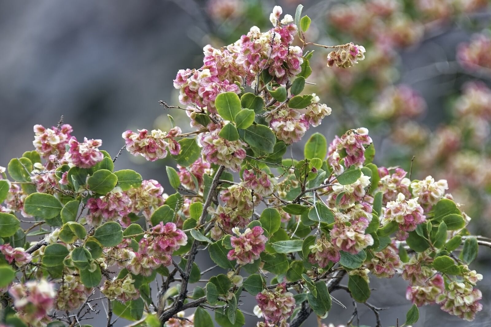 Nikon D500 sample photo. Flower, blossom, bloom photography