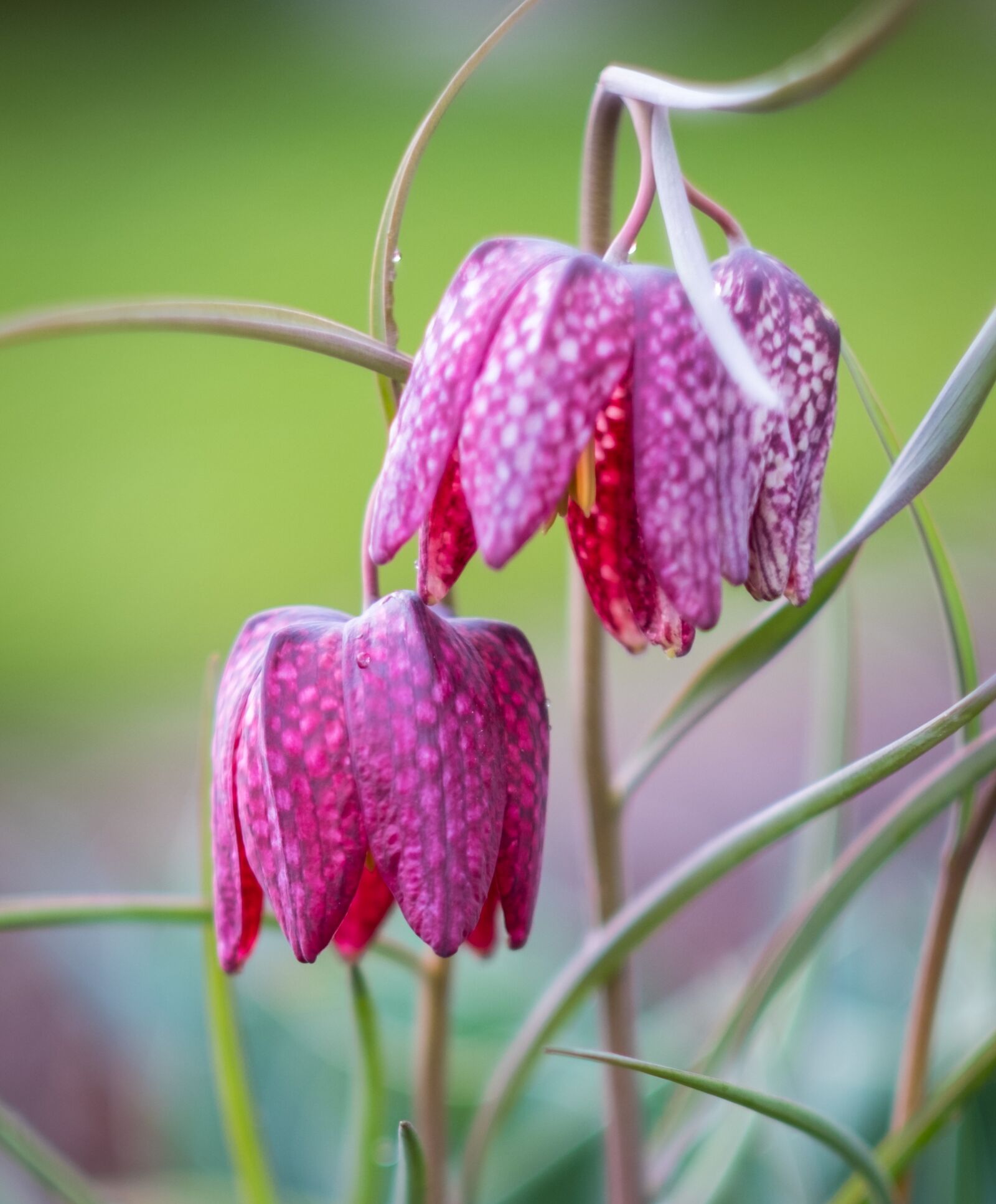 Fujifilm X-T2 + Fujifilm XF 56mm F1.2 R sample photo. Nature, flower, plant photography