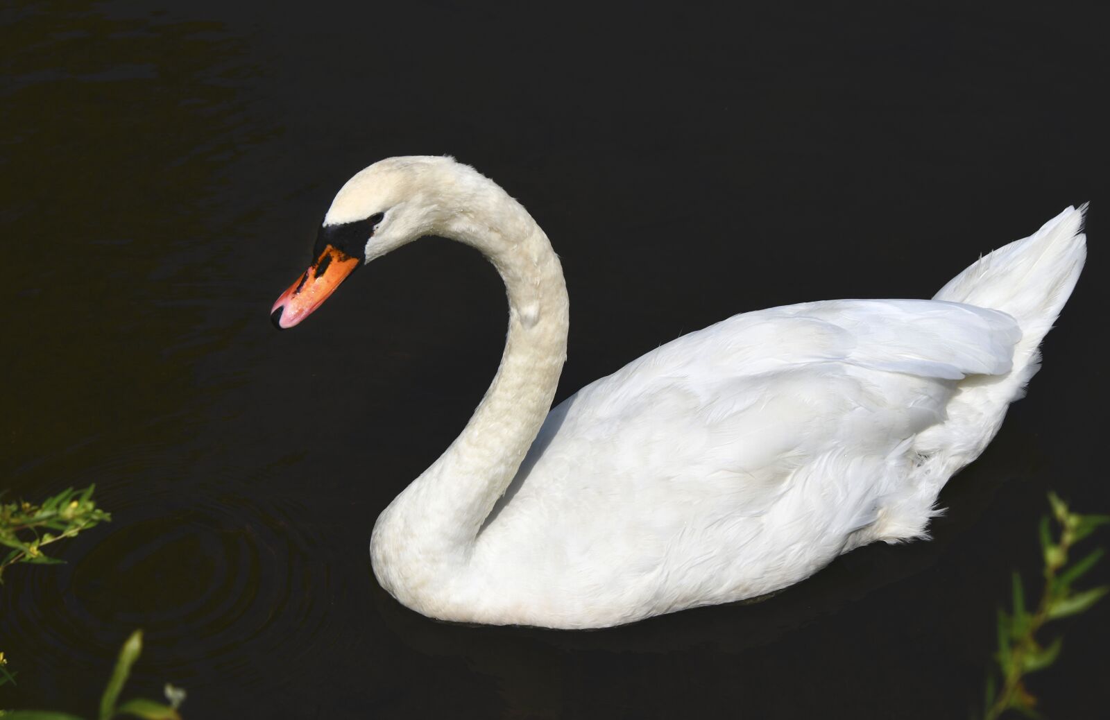 Nikon D850 sample photo. Swan, black background, pond photography