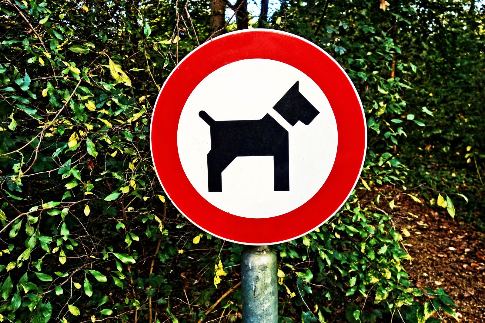 Sony Cyber-shot DSC-RX100 sample photo. Dog, icon, sign photography