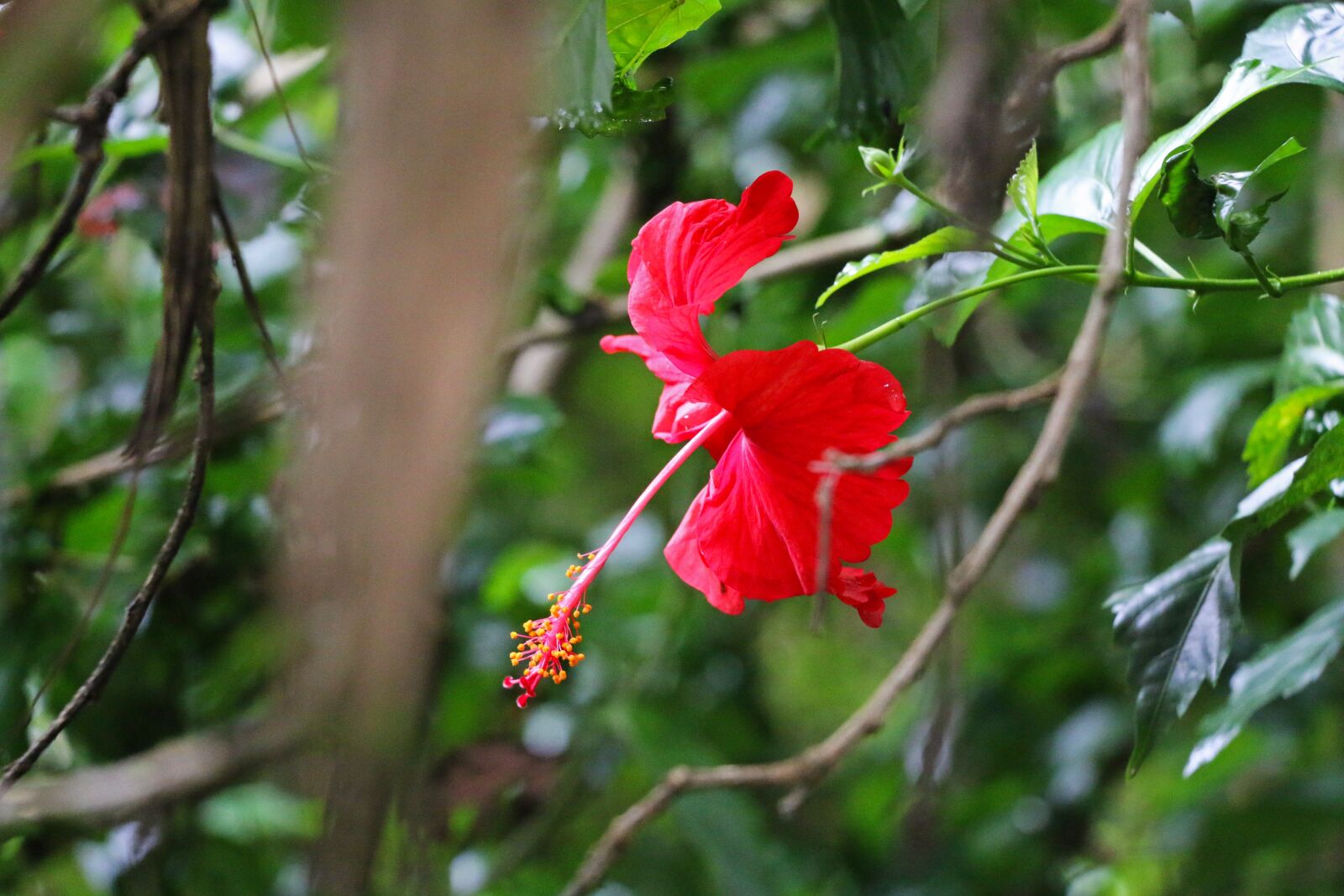 Canon EOS 70D sample photo. Hibiscus, rosemallow, nature photography