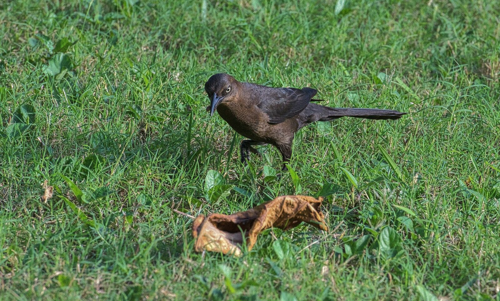 Nikon D800 sample photo. Bird, closeup, nature photography