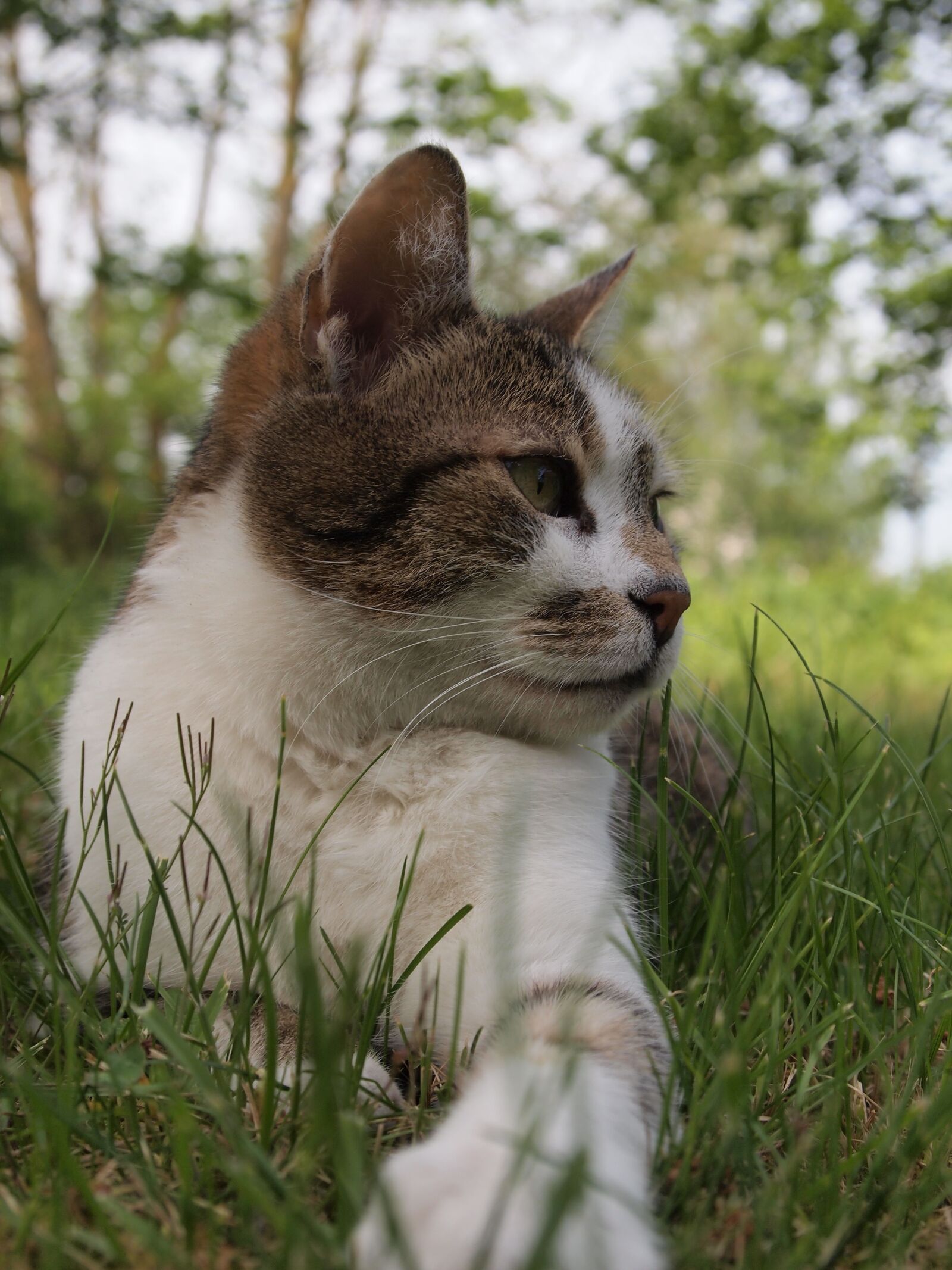 Olympus PEN E-PL1 sample photo. Cat, domestic cat, pet photography
