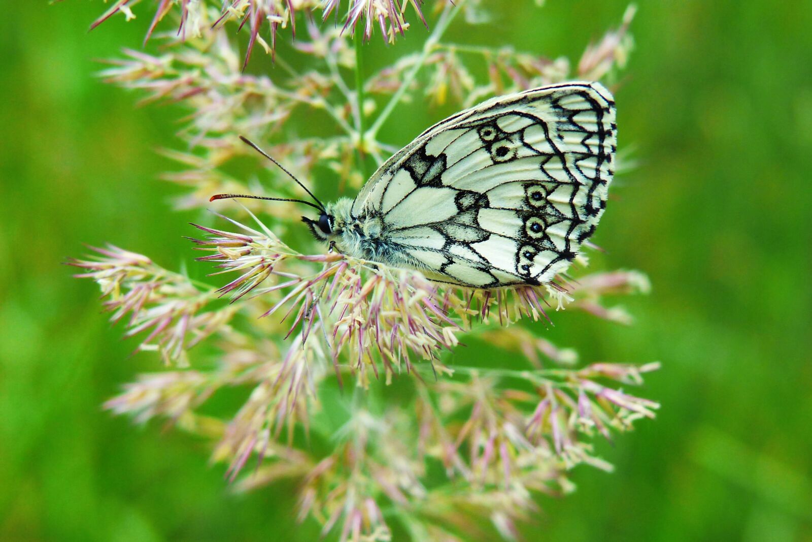 Panasonic Lumix DMC-FZ200 sample photo. Polowiec chess board, butterfly photography