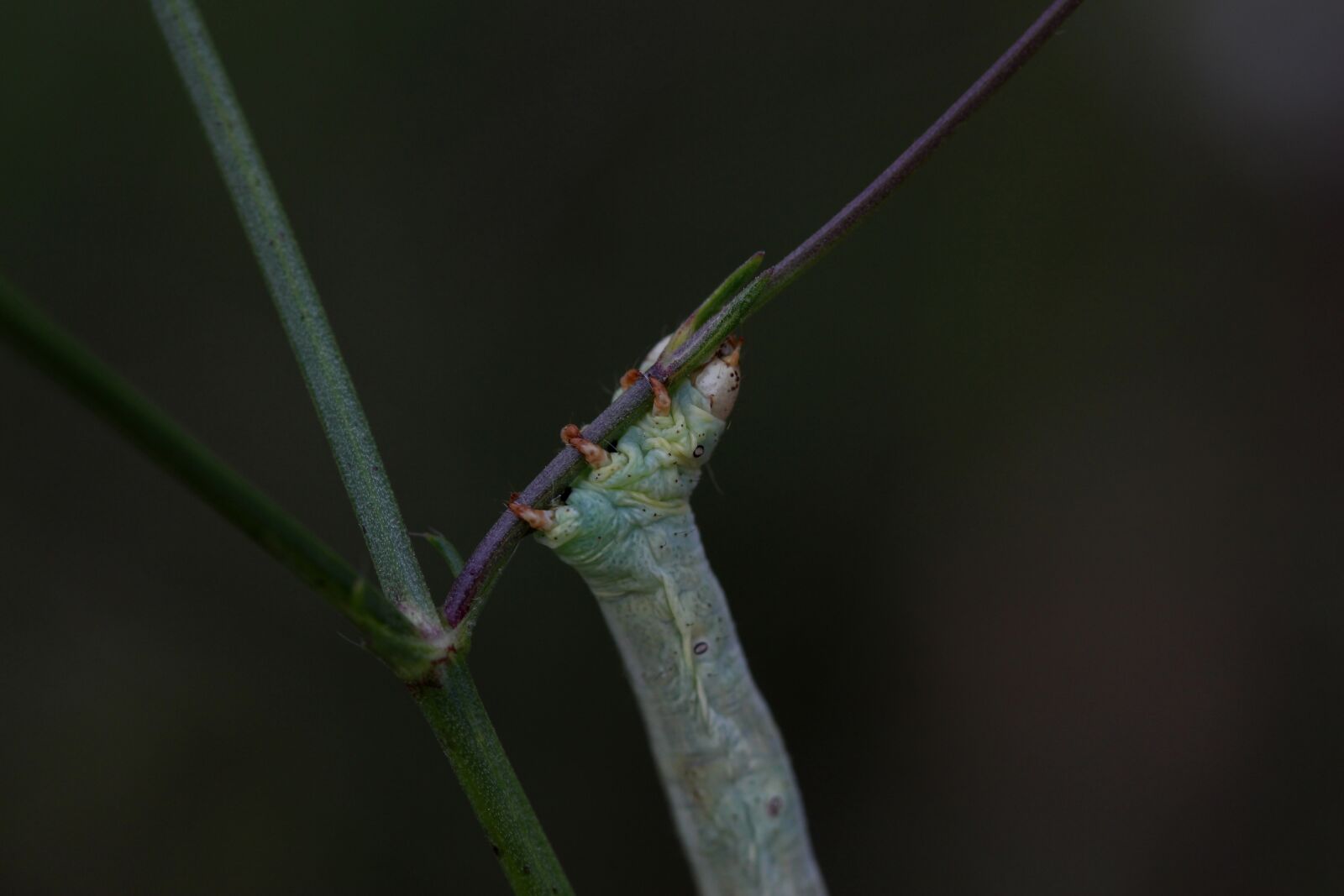 Canon EF-S 60mm F2.8 Macro USM sample photo. Caterpillar, strange, insecta photography