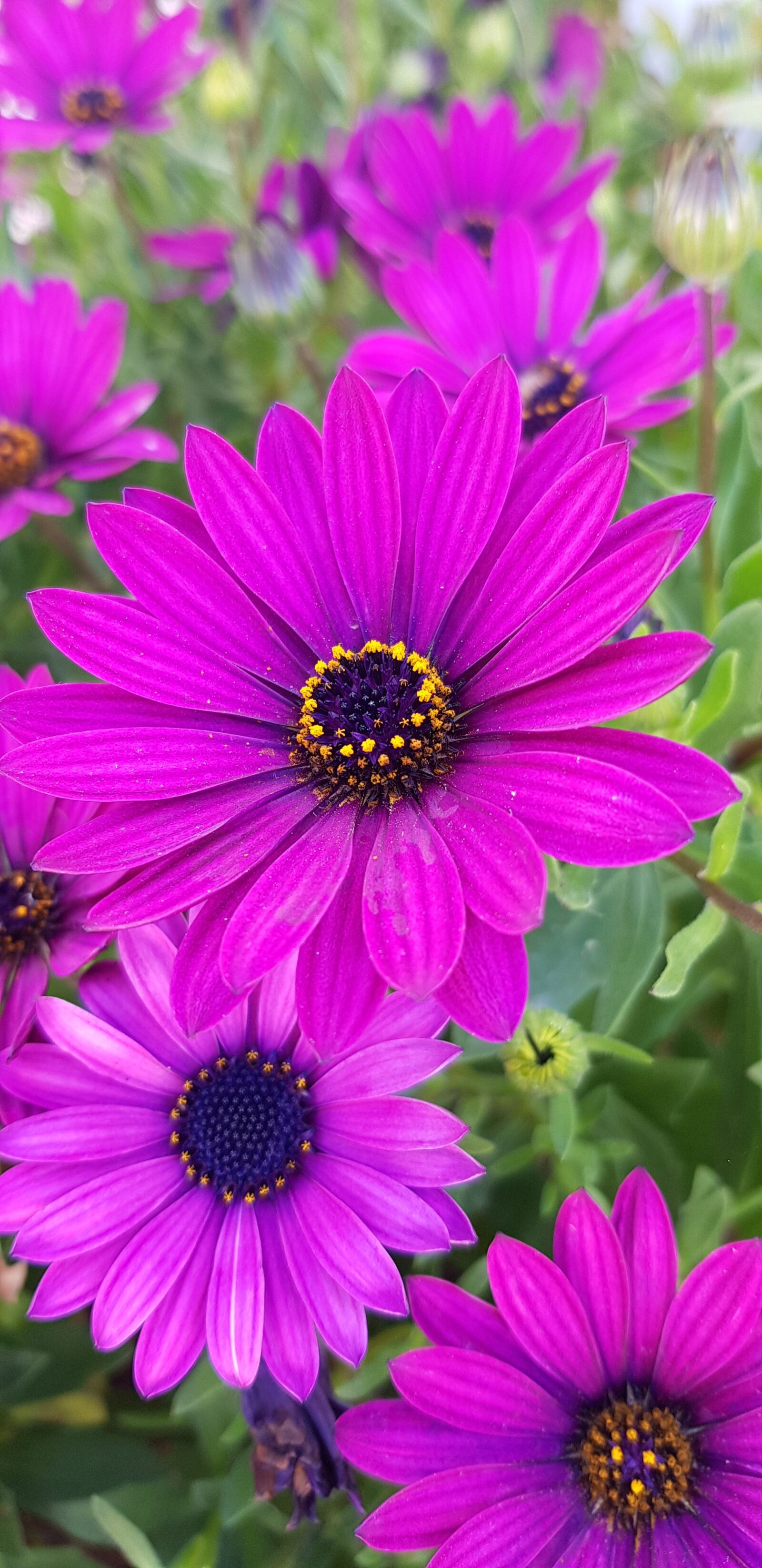 Samsung Galaxy S8 sample photo. Nature, flowers, spring photography