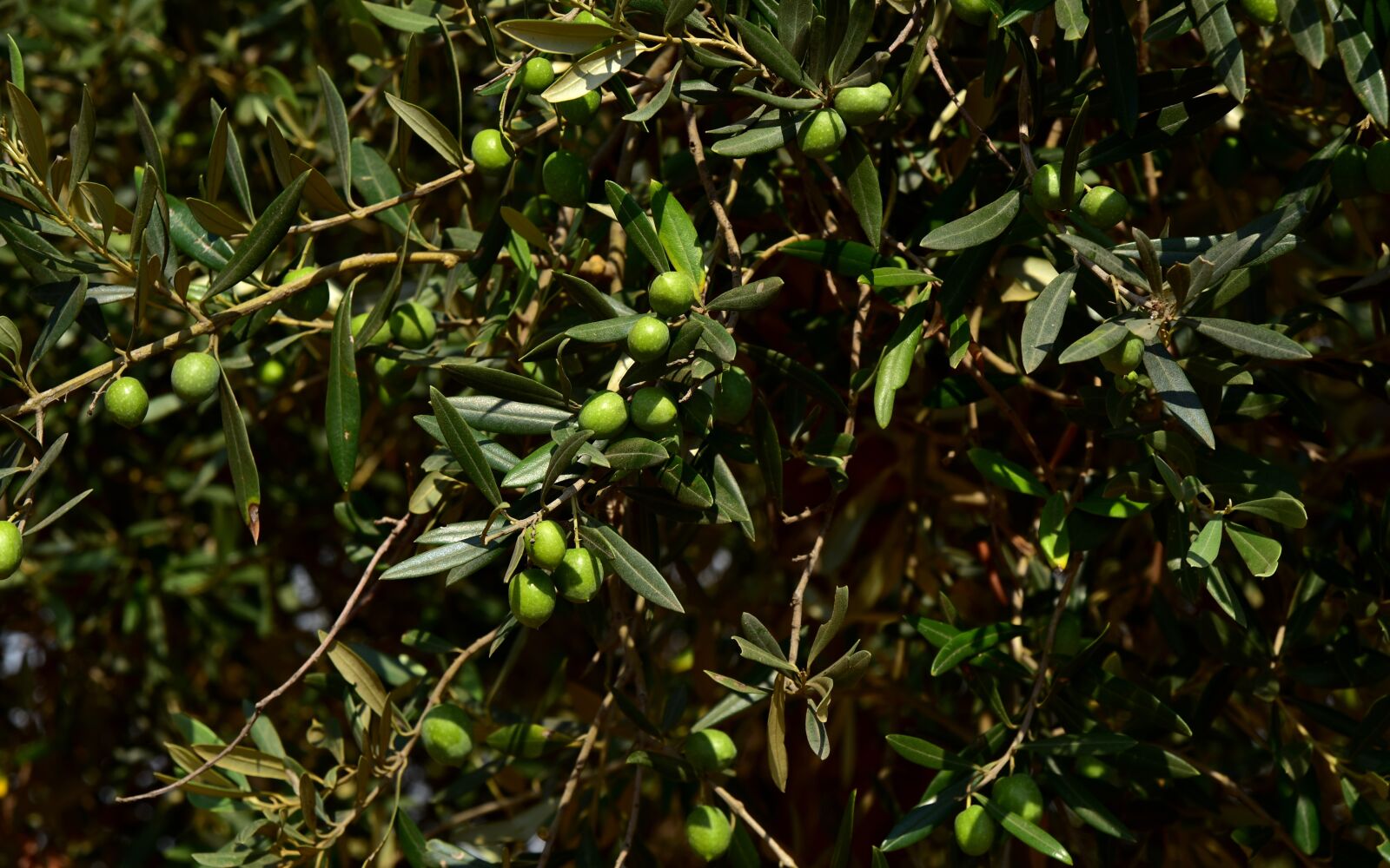 Nikon D750 sample photo. Olive tree, crown, olives photography