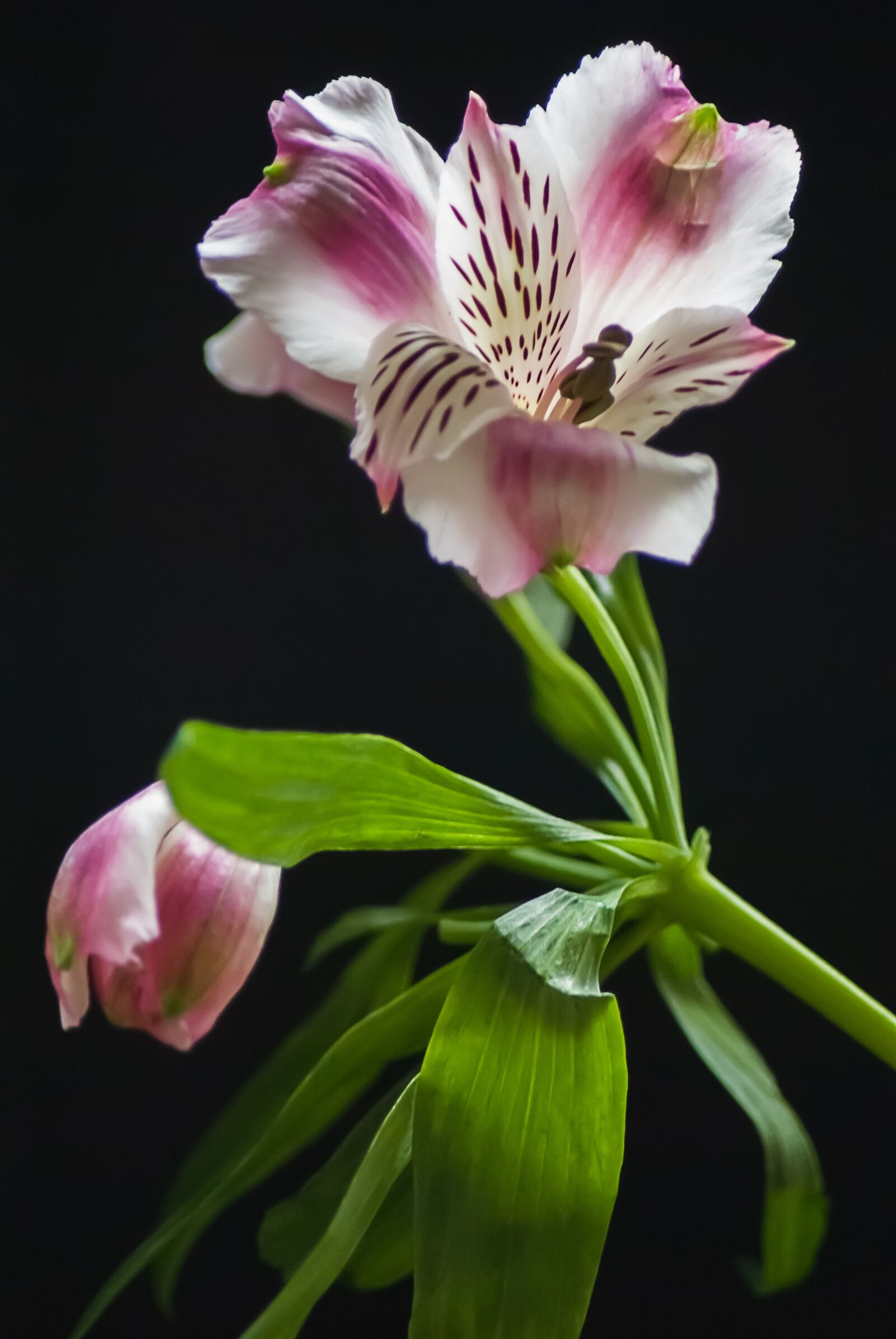 Nikon D3000 sample photo. Flower, nature, garden photography