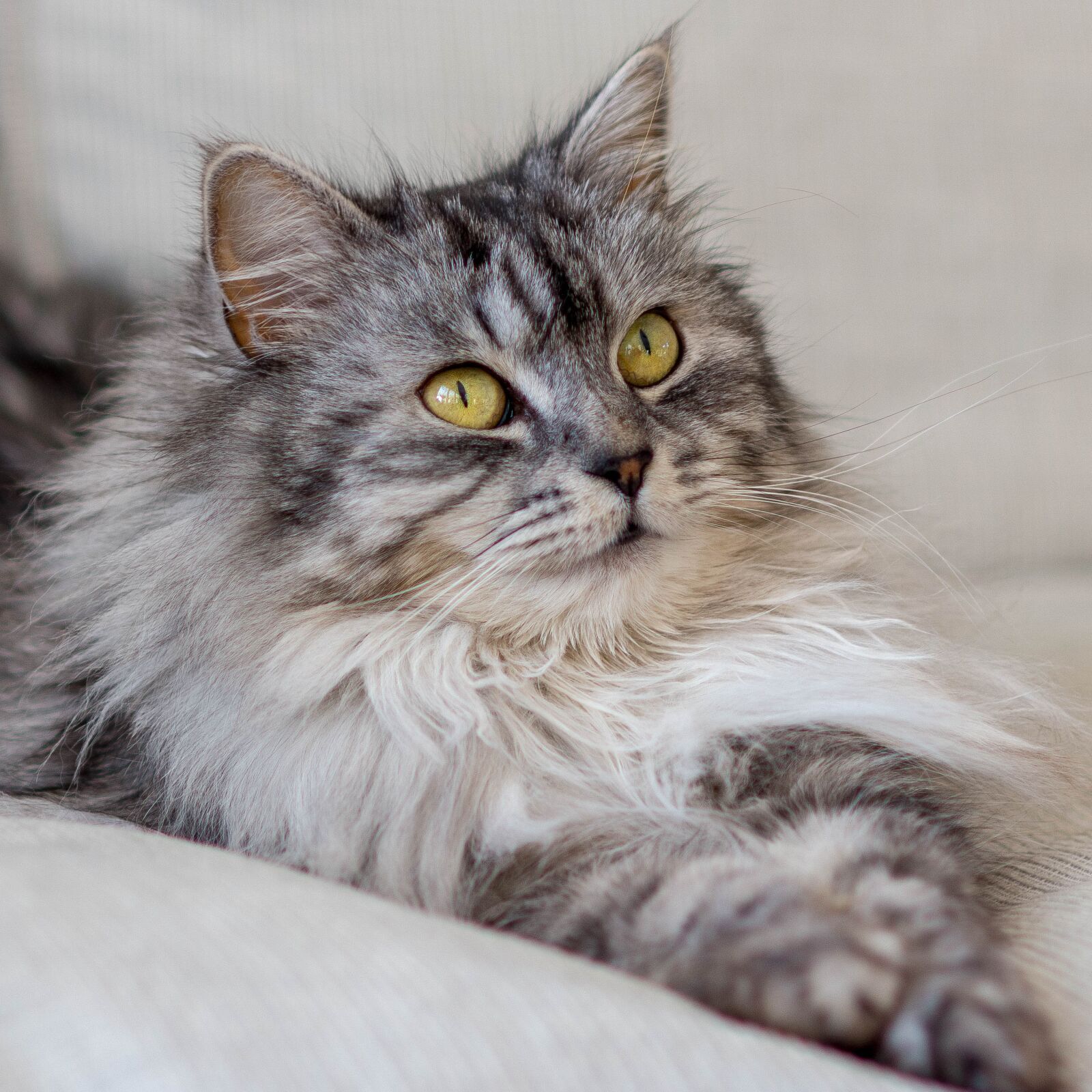 Nikon D7200 sample photo. Cat, cute, animals photography