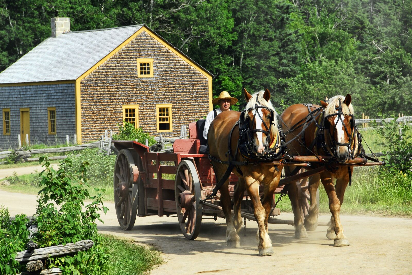 Nikon D200 sample photo. Horse-drawn, cart, transportation photography