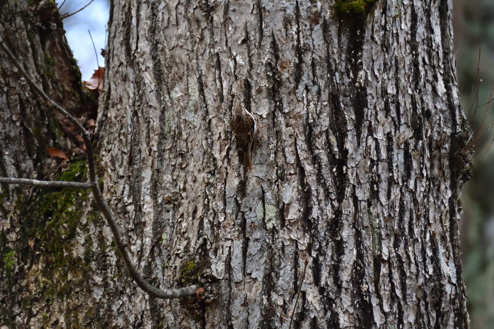 Nikon D500 sample photo. Wood, bark, natural photography