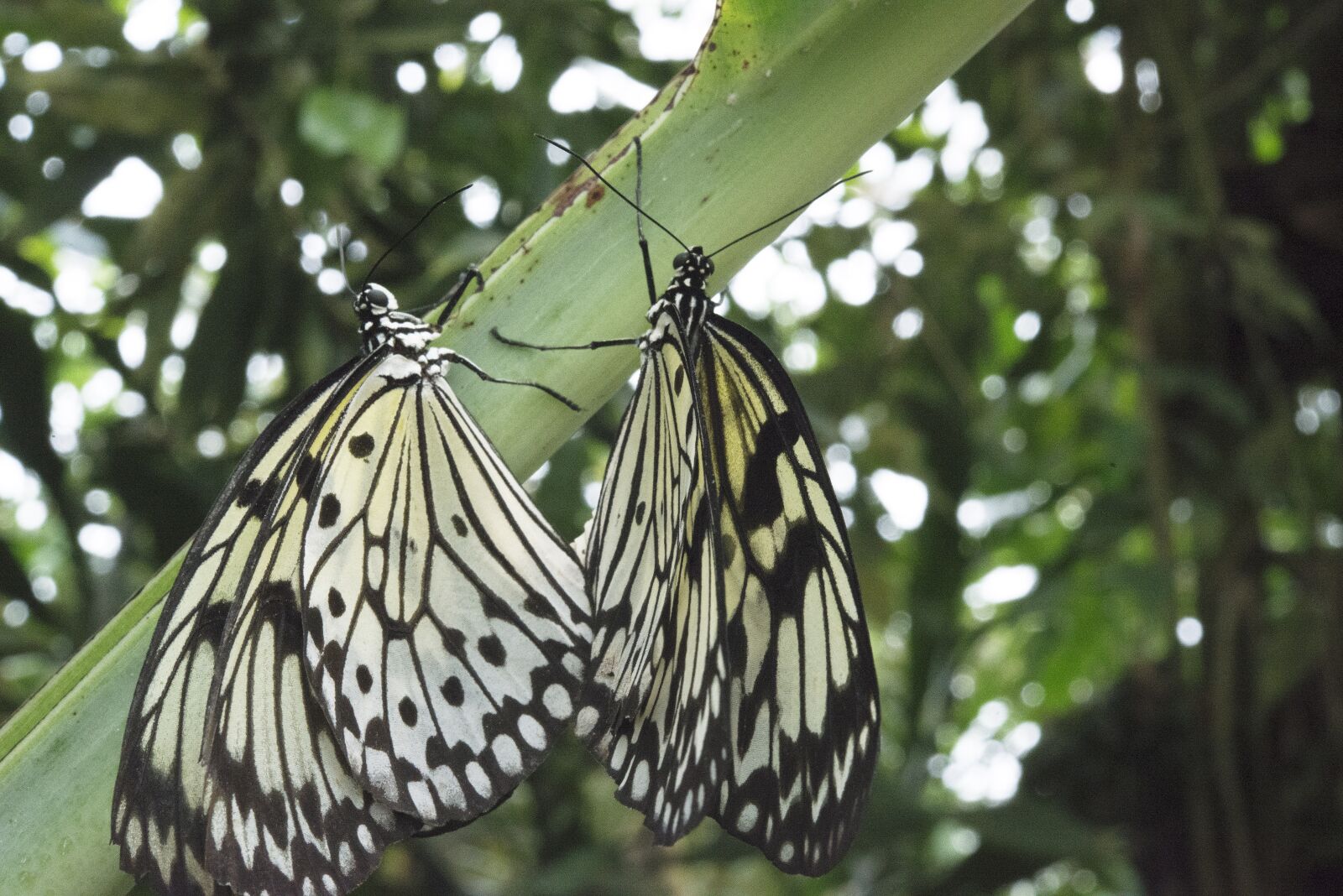 Nikon D800 sample photo. Butterfly, nature, summer photography