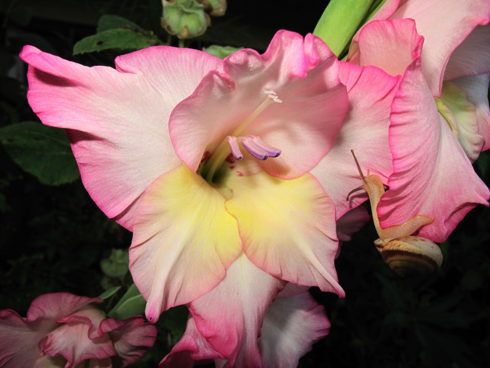 Canon PowerShot G10 sample photo. Flower, plant, nature photography