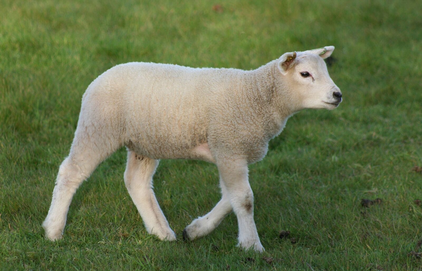 Canon EOS 350D (EOS Digital Rebel XT / EOS Kiss Digital N) sample photo. Lamb, sheep, livestock photography