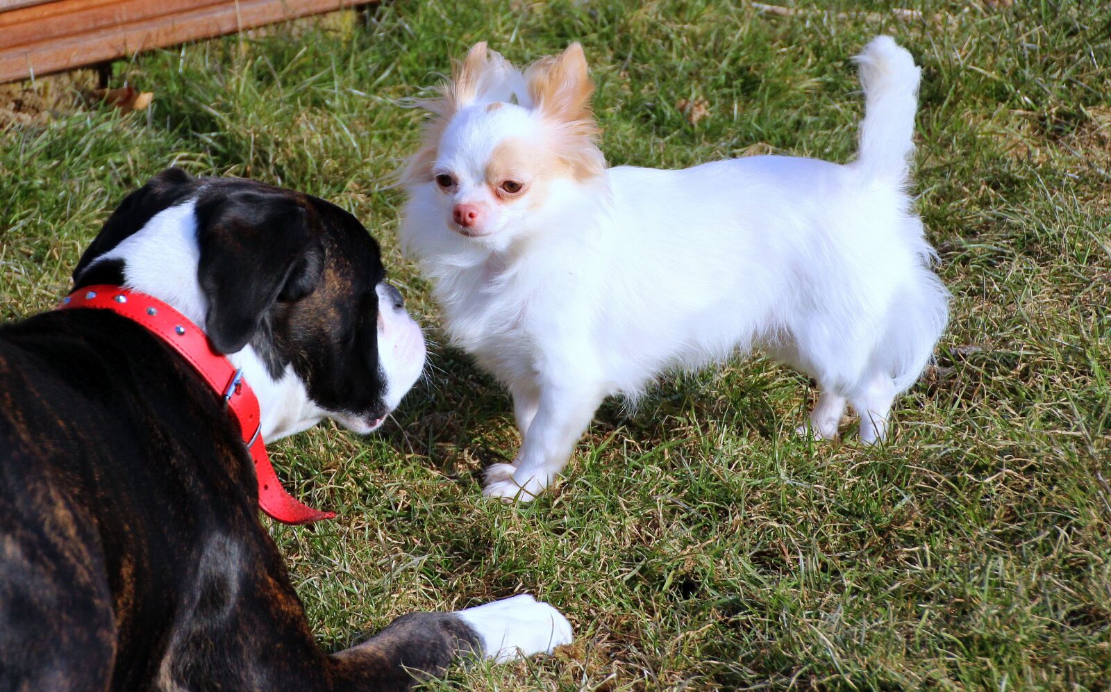 Canon EOS 650D (EOS Rebel T4i / EOS Kiss X6i) sample photo. Dogs, pets, boxer photography