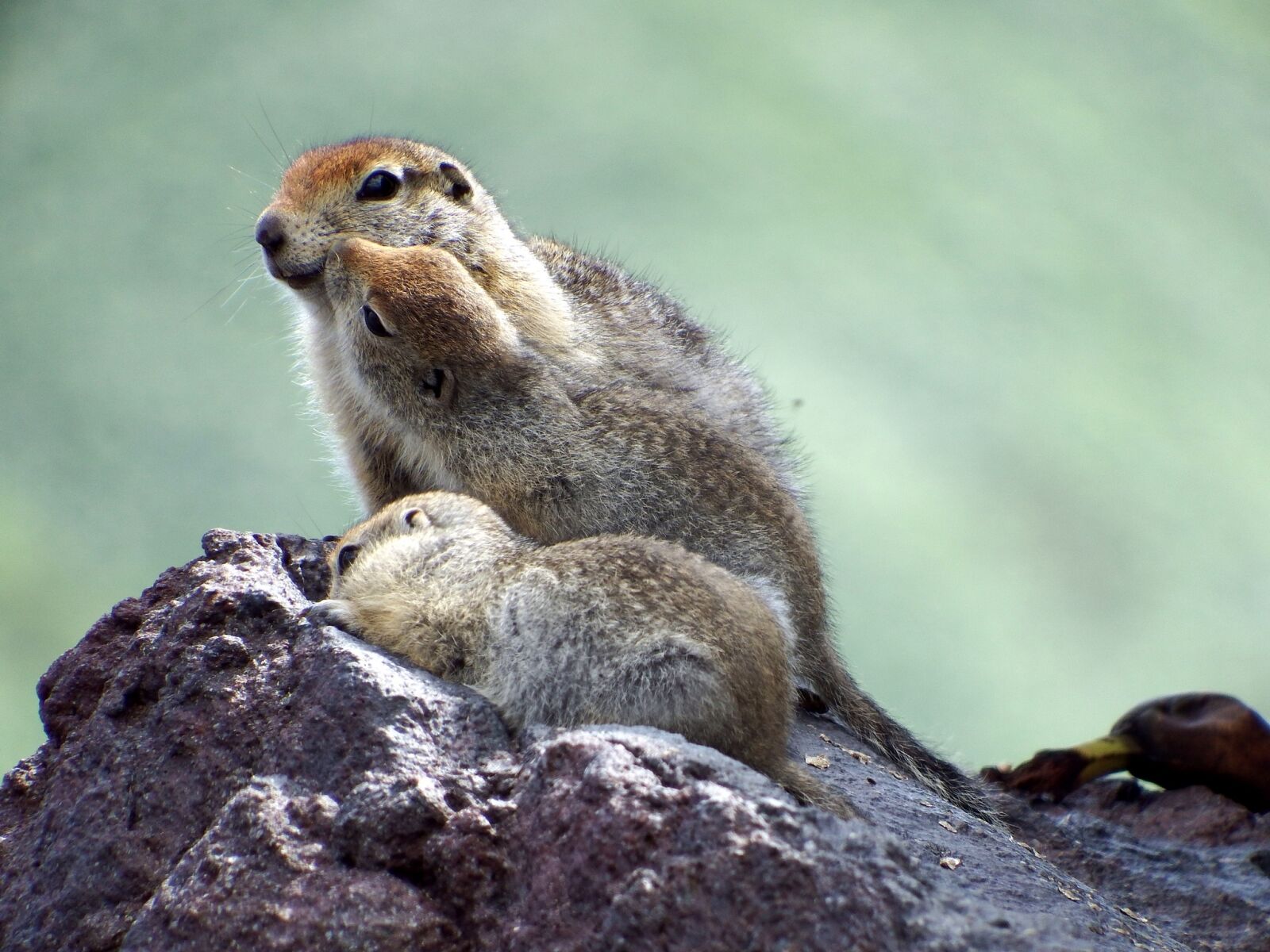 Fujifilm FinePix S1 sample photo. Evraiki, gophers, family photography