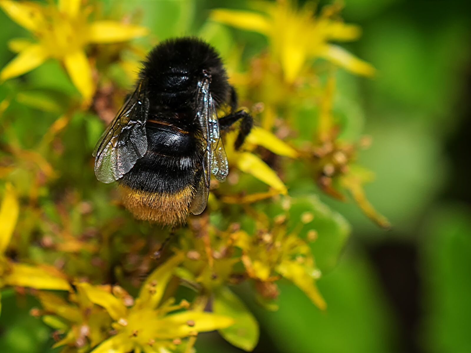 Nikon D3300 sample photo. Hummel, macro, close-up photography photography