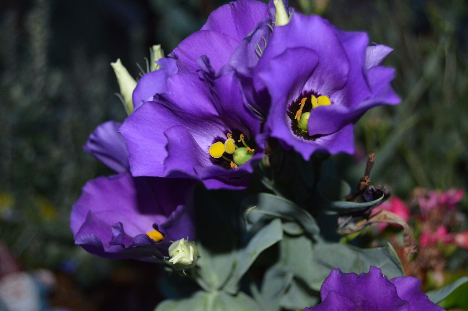 Nikon D3200 sample photo. Texas, bluebell, lisianthus photography