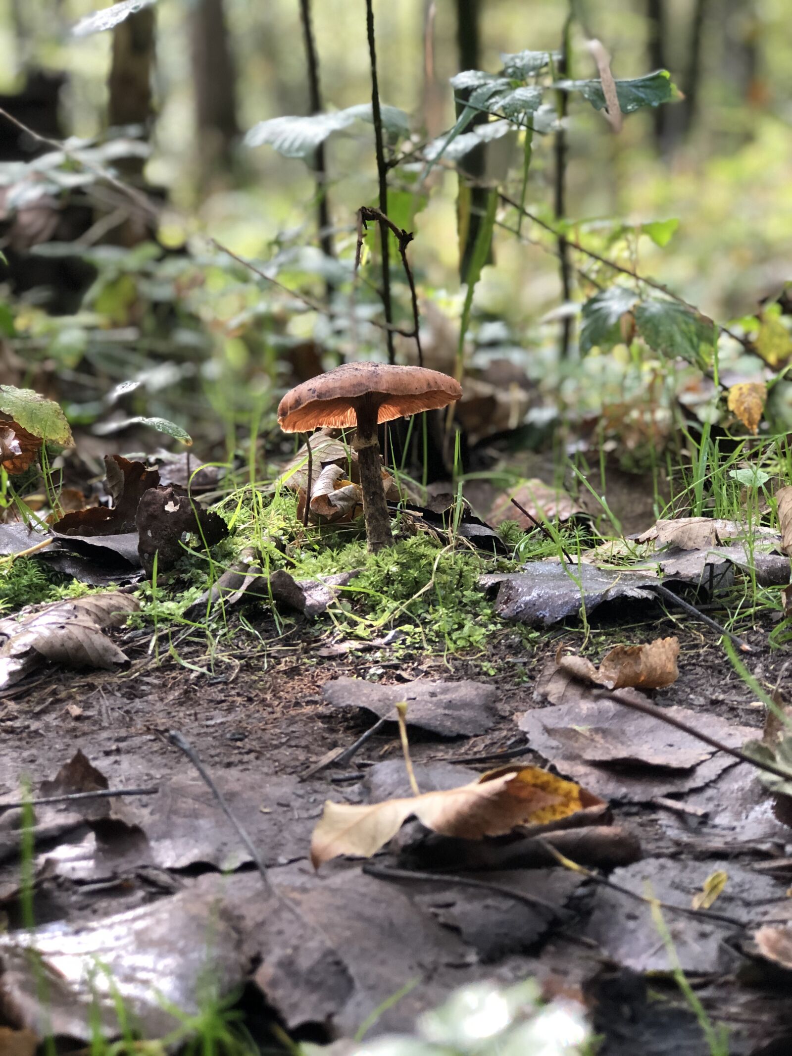 Apple iPhone 8 Plus sample photo. Mushrooms, fungi, nature photography