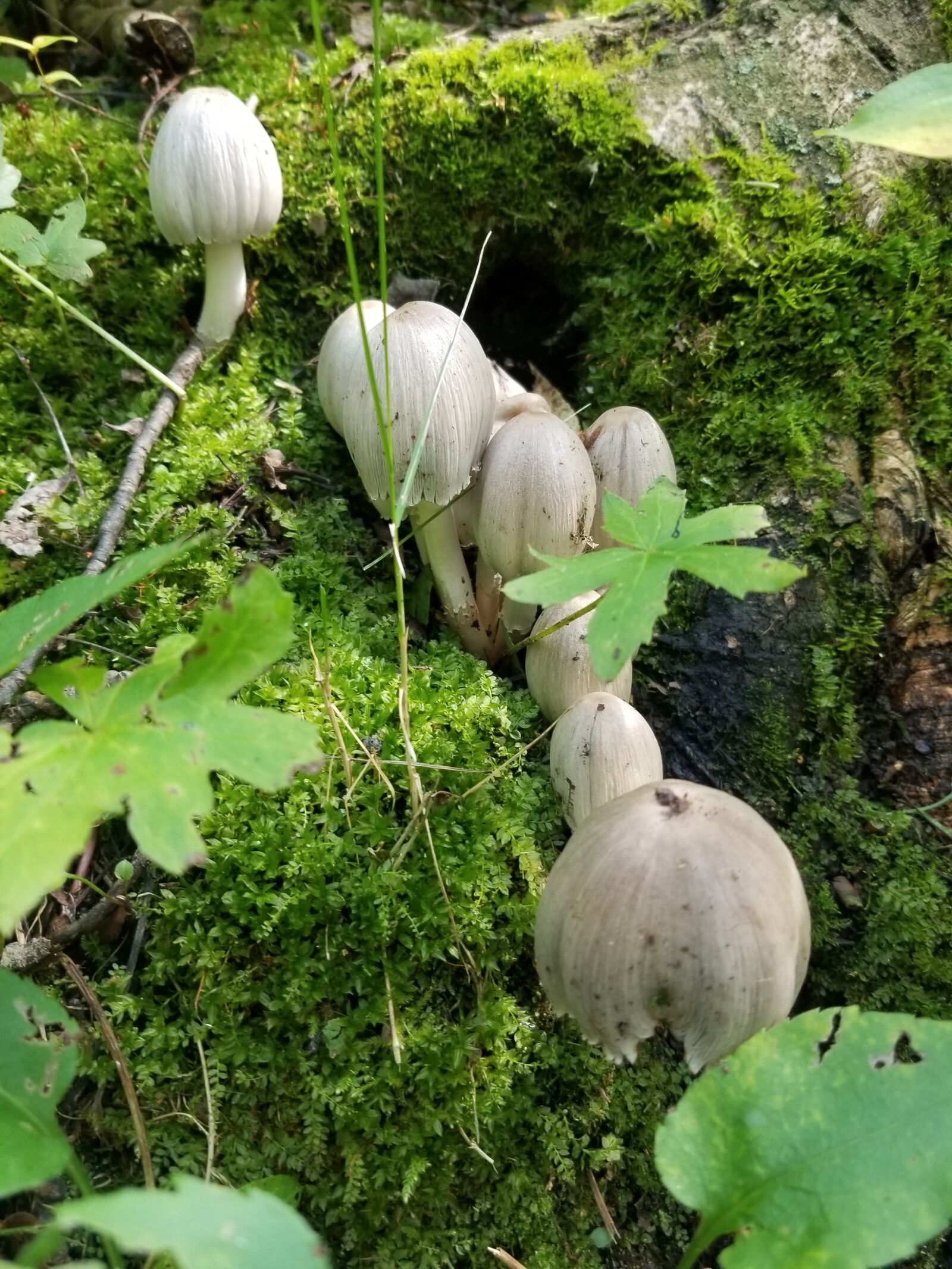 Samsung Galaxy S8+ sample photo. Mushroom, fungi, fungus photography