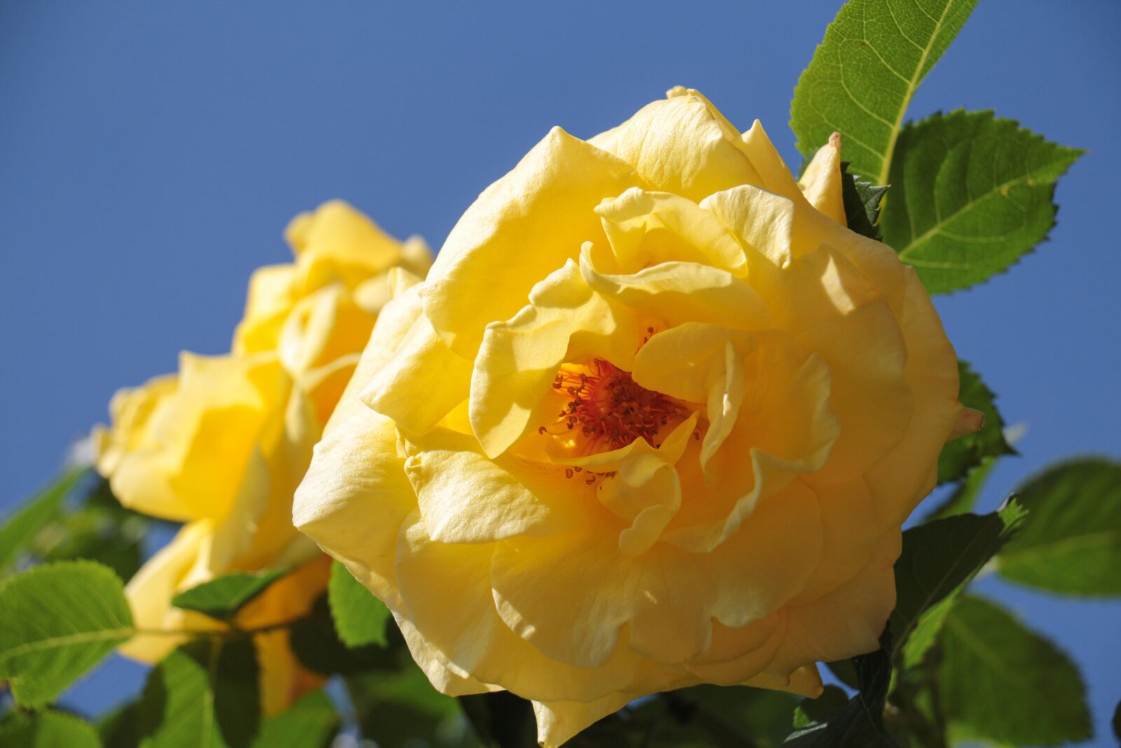 Canon EOS 700D (EOS Rebel T5i / EOS Kiss X7i) sample photo. Rose, yellow, bright yellow photography