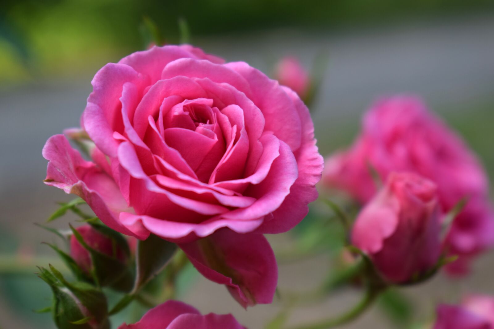 Nikon D3300 sample photo. Roses, rose, flower photography