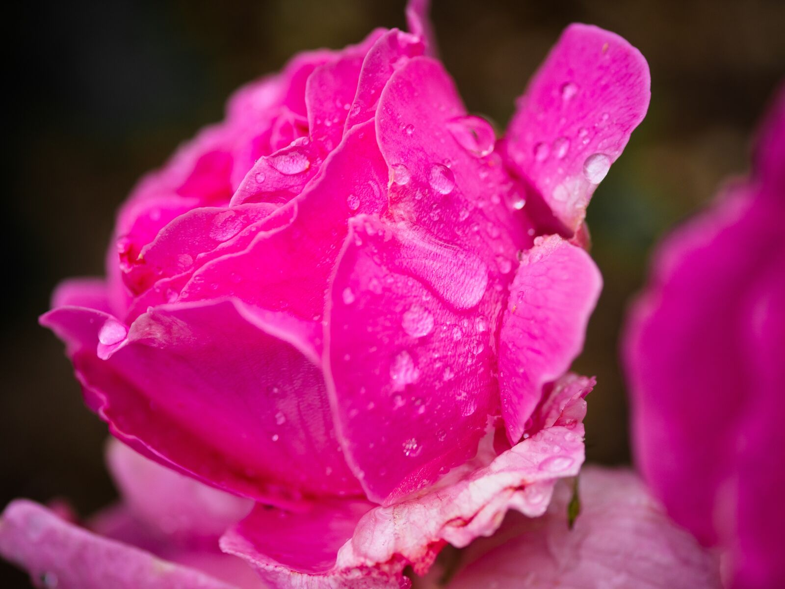 Olympus PEN E-PL9 sample photo. Rose, pink, rose bloom photography