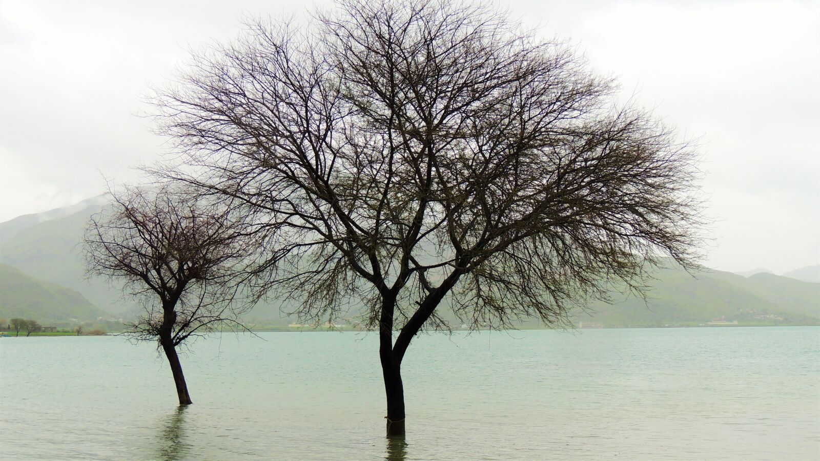 Nikon Coolpix P510 sample photo. Lake, lakeside, tree, underwater photography