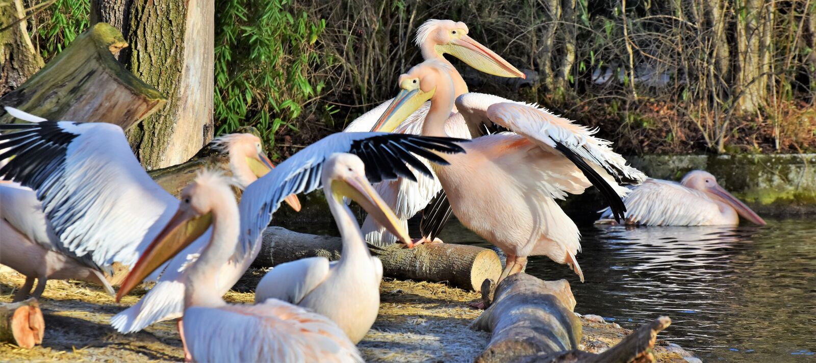 Nikon D7200 sample photo. Pelikan, water bird, pink photography