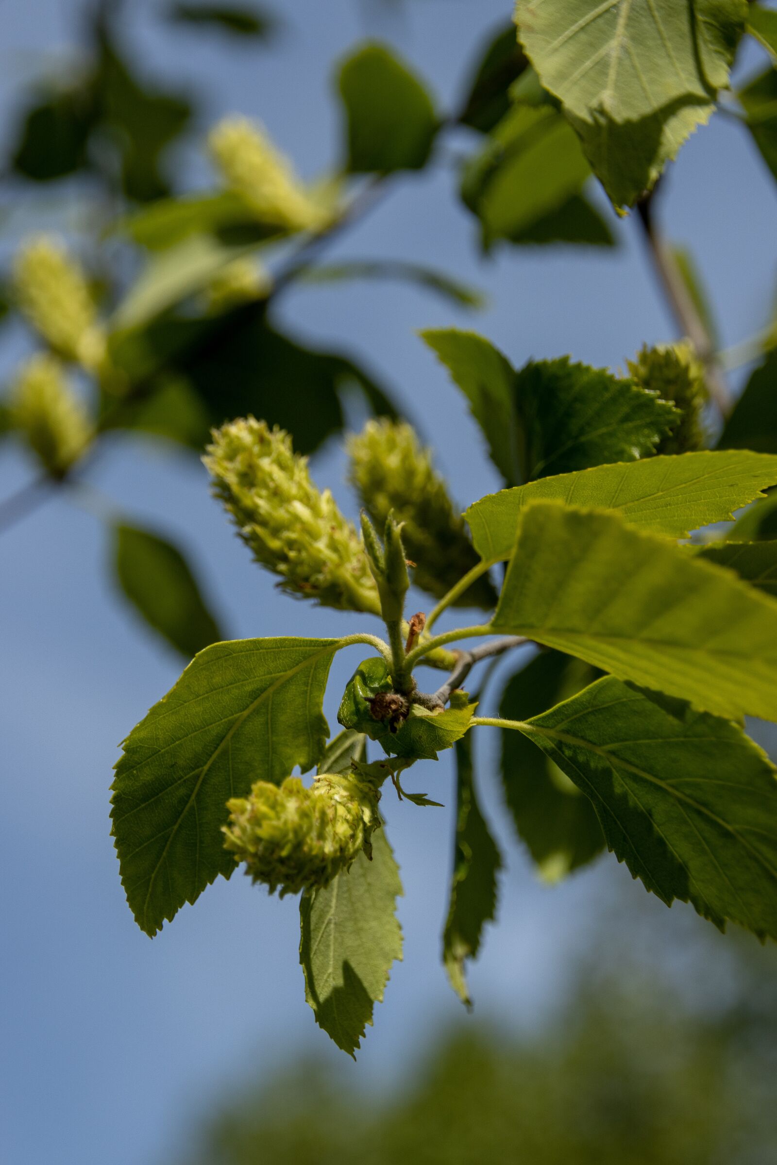 Canon EOS 90D sample photo. Birch, birch leaf, nature photography