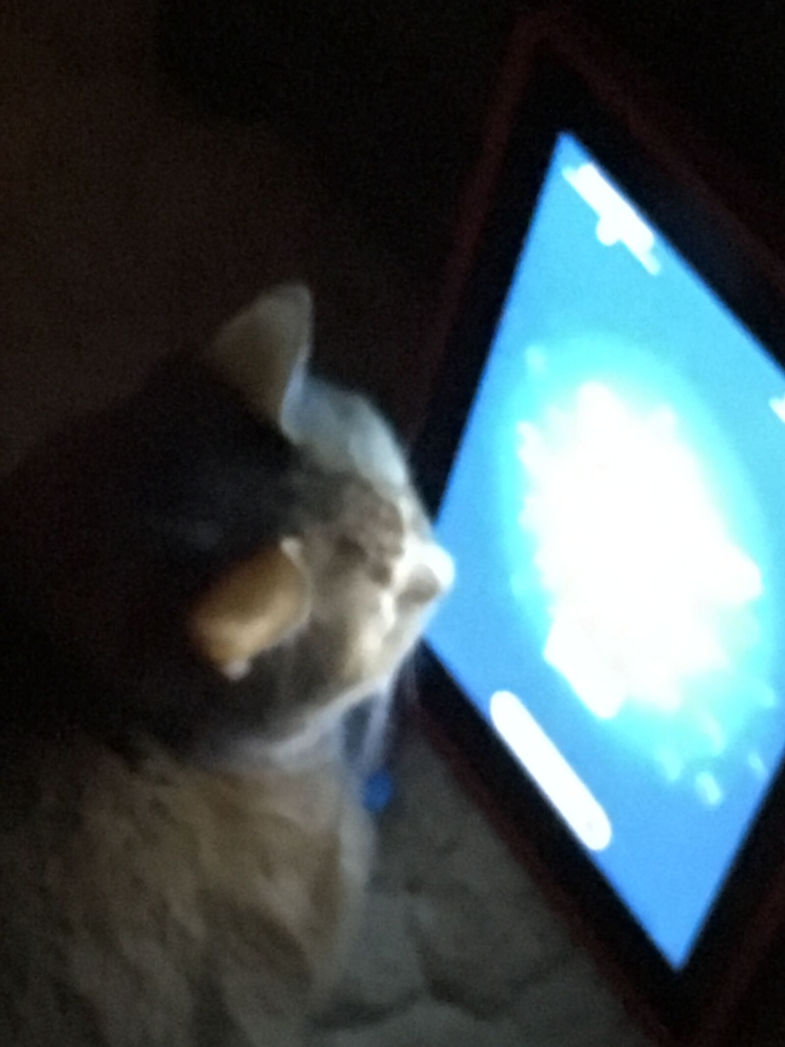 Apple iPhone 6s sample photo. Cat, toy, cute photography