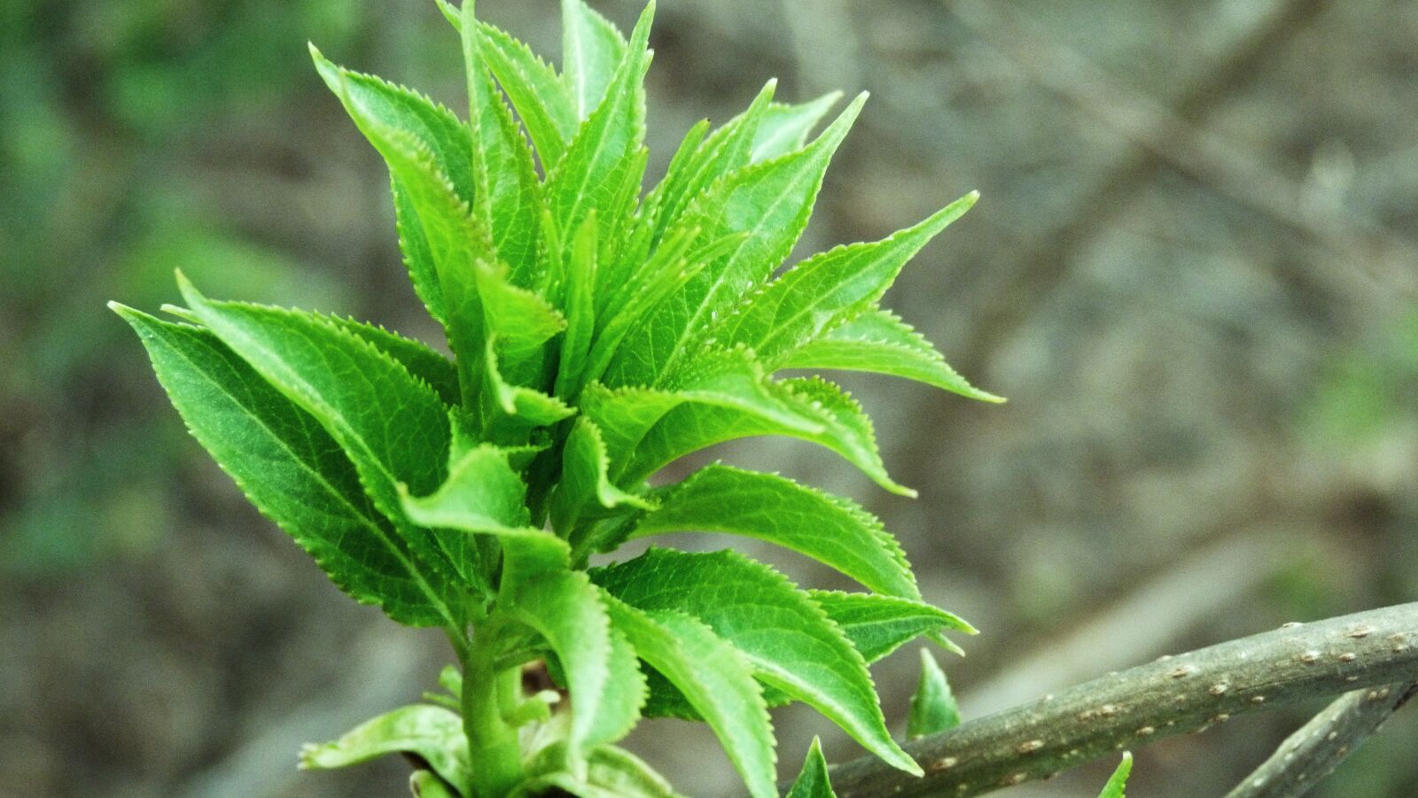 Panasonic Lumix DMC-FZ40 (Lumix DMC-FZ45) sample photo. Leaf, nature, tree photography
