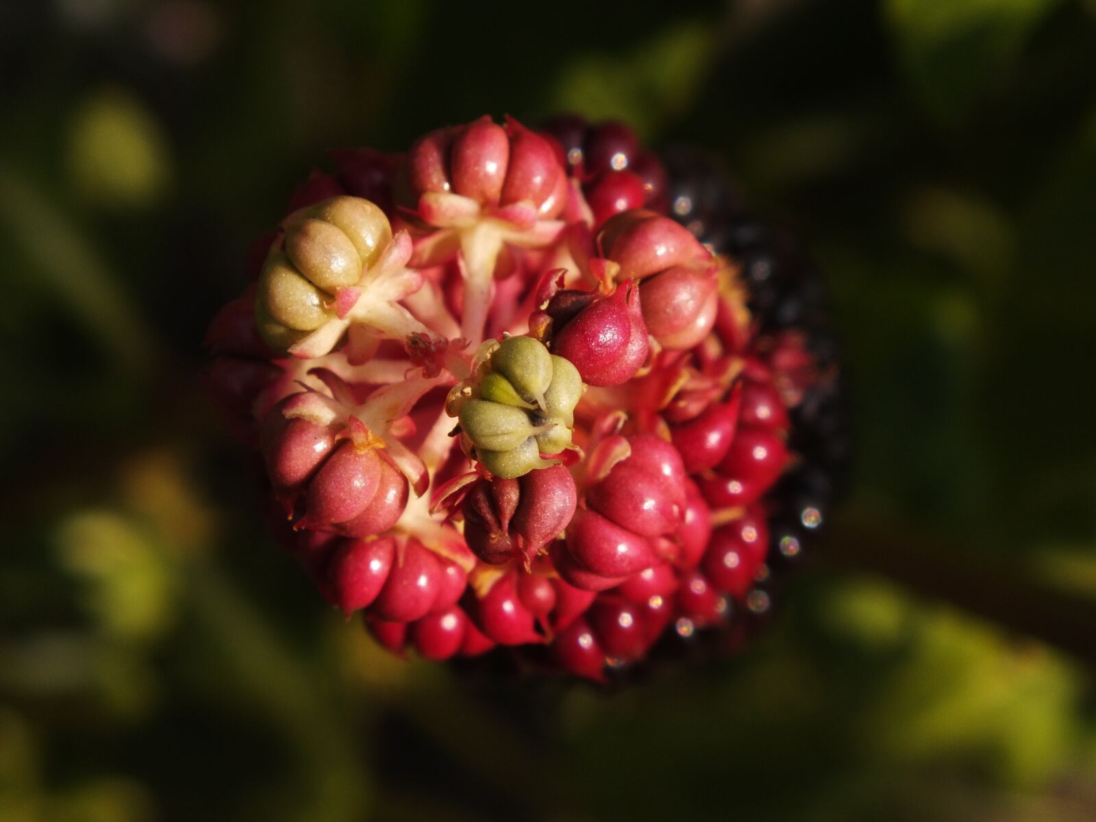 FujiFilm FinePix HS20 EXR (FinePix HS22 EXR) sample photo. Berry, nature, in the photography