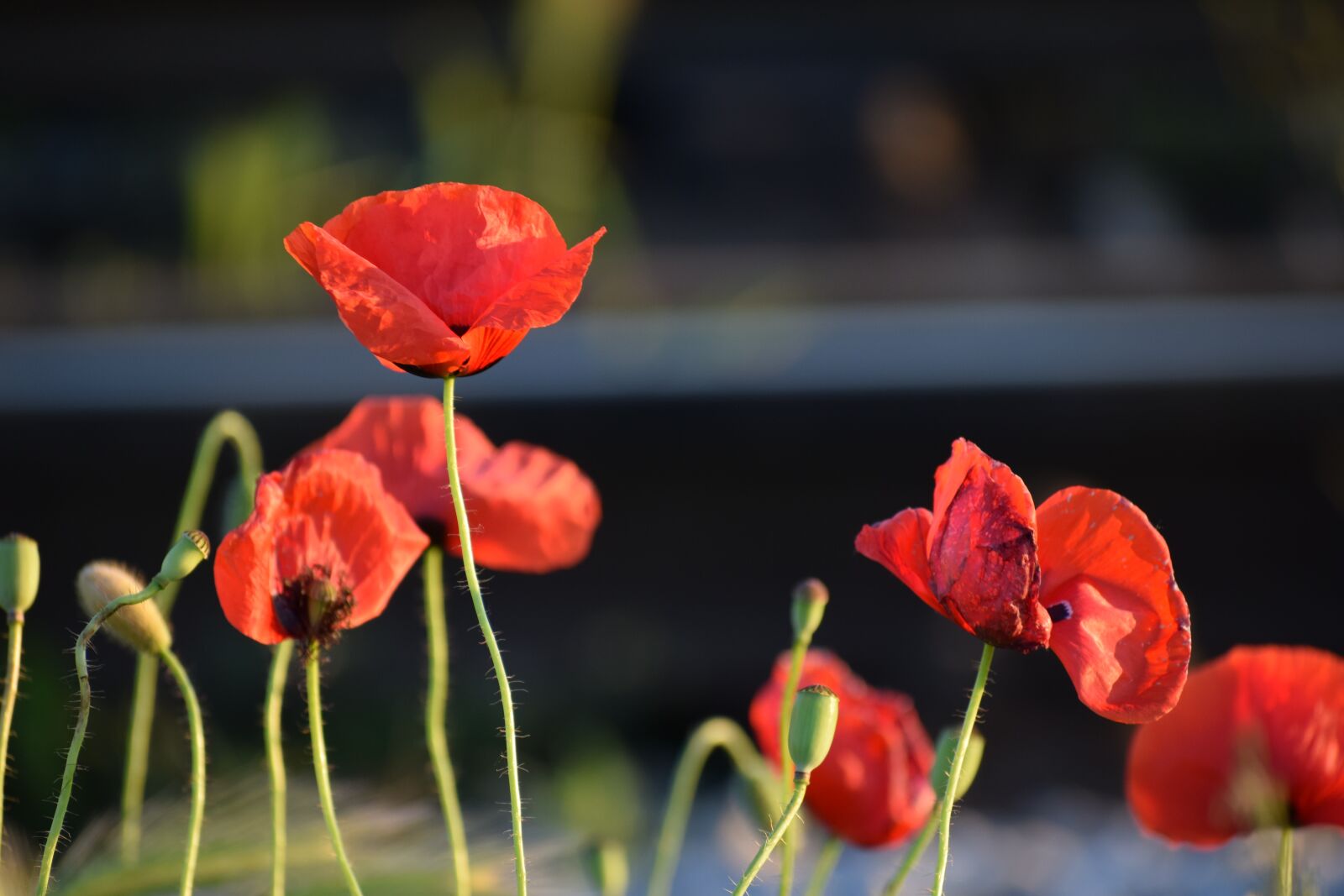 Nikon D3300 sample photo. Red poppys, near railway photography