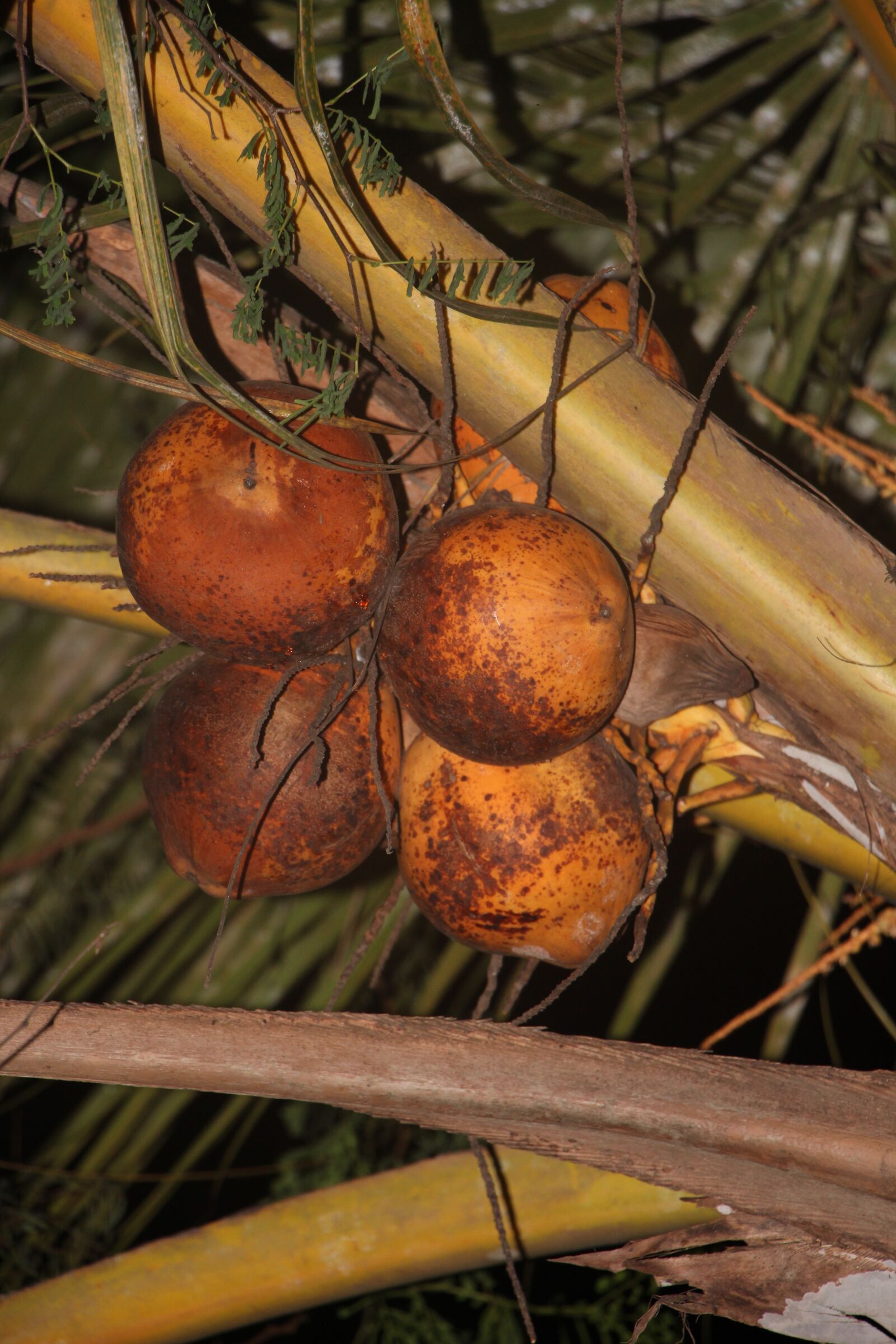 Canon EF-S 18-135mm F3.5-5.6 IS USM sample photo. Tender coconut, natural, nature photography
