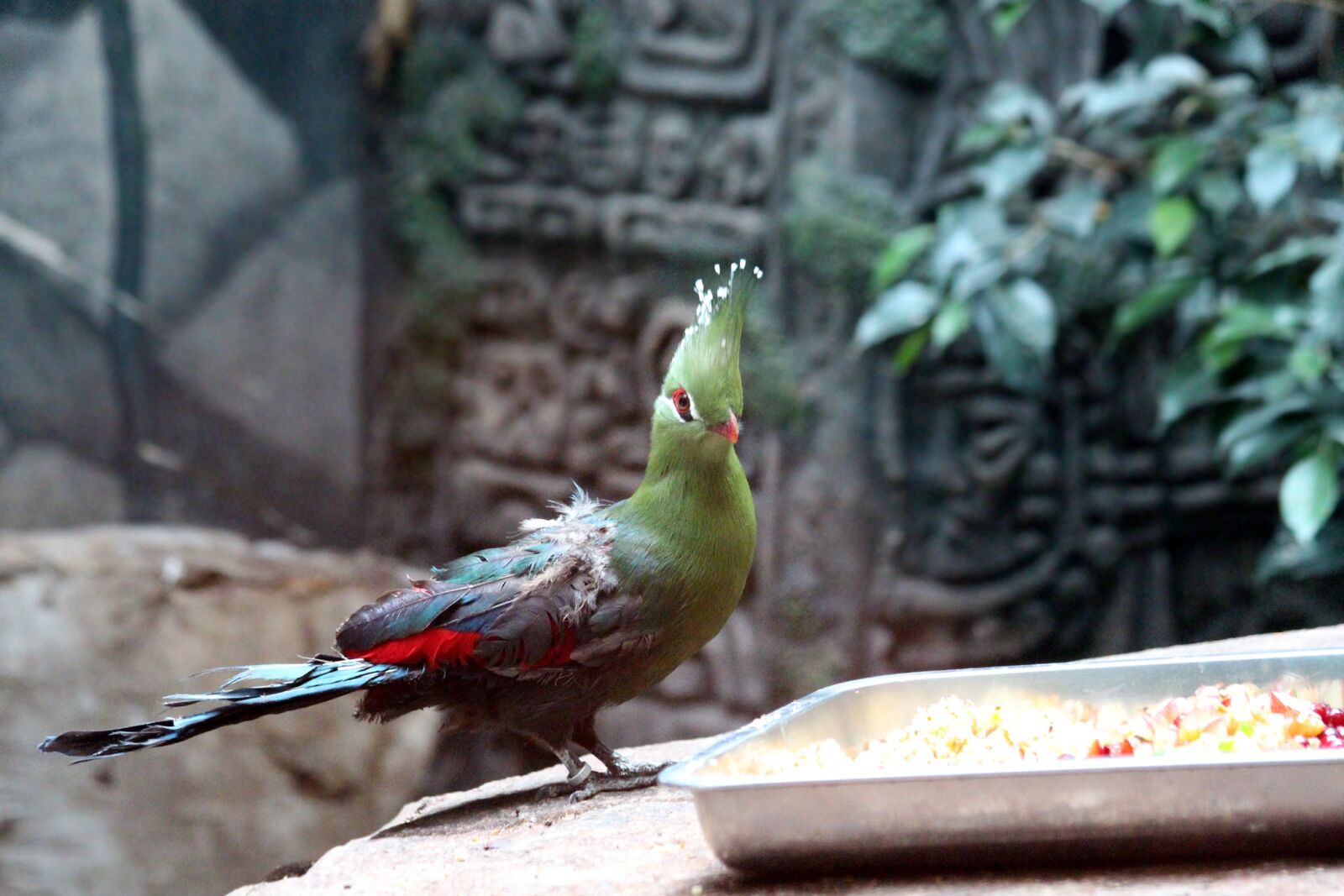 Canon EOS 650D (EOS Rebel T4i / EOS Kiss X6i) sample photo. The guinea turaco, tauraco photography