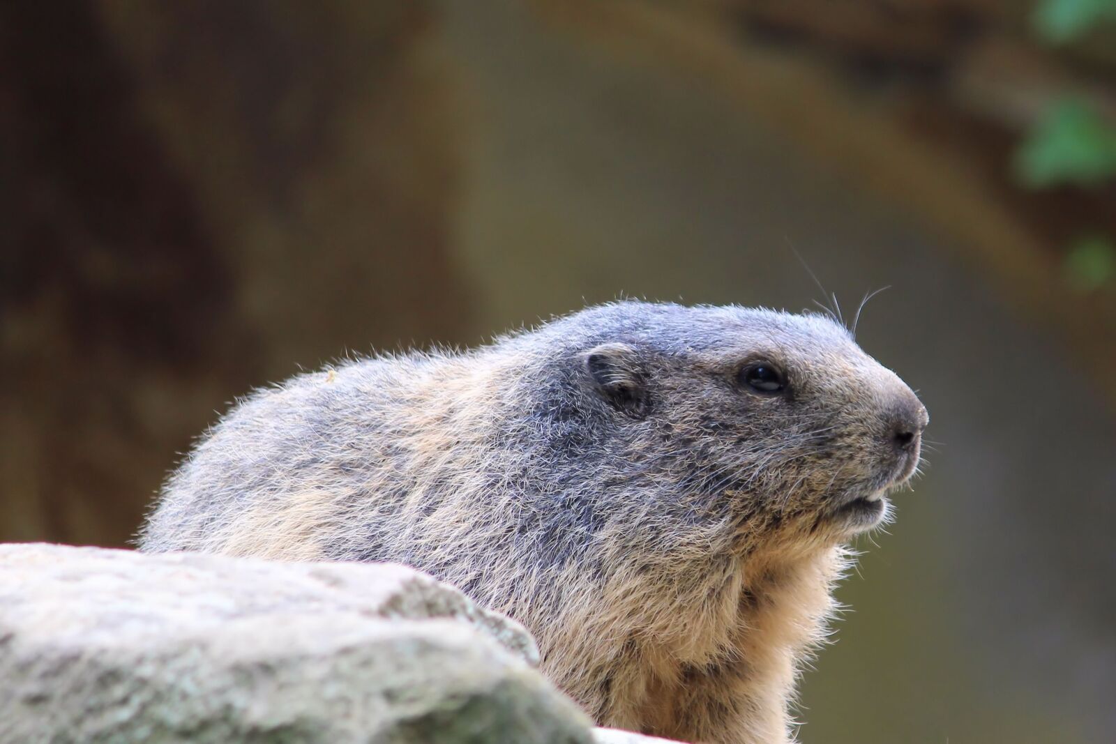 Canon EF-S 55-250mm F4-5.6 IS II sample photo. Marmot, rodent, zoo photography