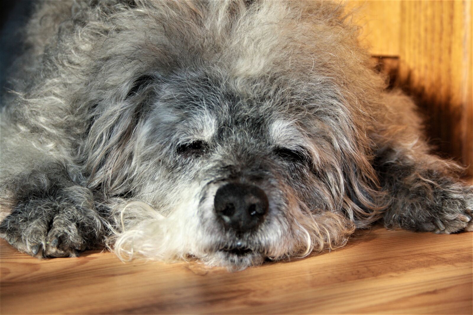 Canon EOS 1000D (EOS Digital Rebel XS / EOS Kiss F) sample photo. Sleeping dog, close up photography