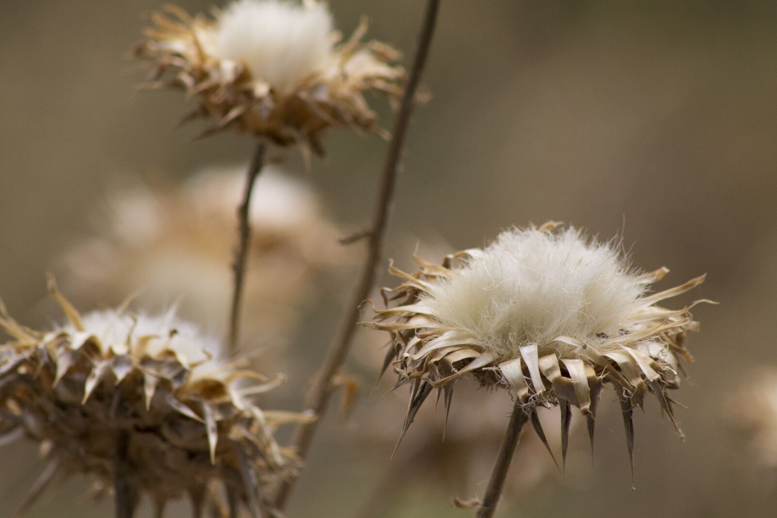 Canon EOS 1100D (EOS Rebel T3 / EOS Kiss X50) sample photo. Flowers, cotton, brown photography