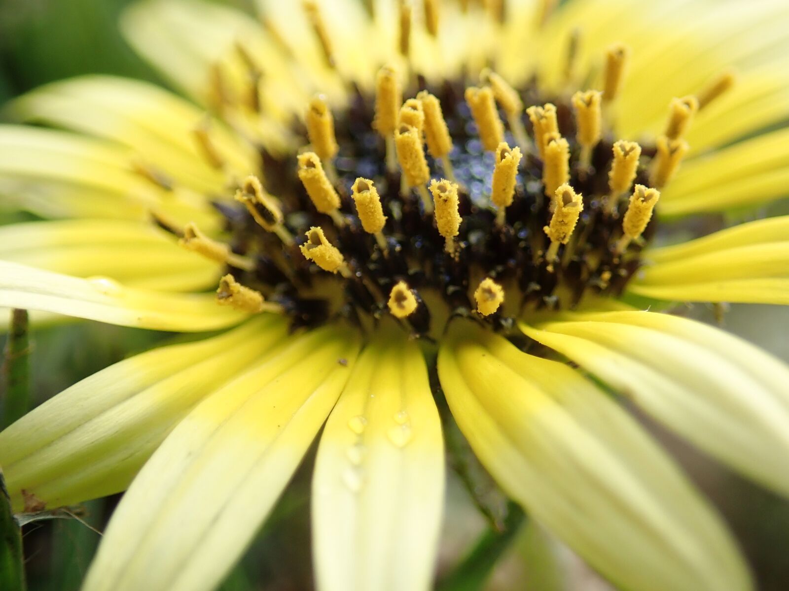 Olympus TG-5 sample photo. Flower, cape weed, yellow photography