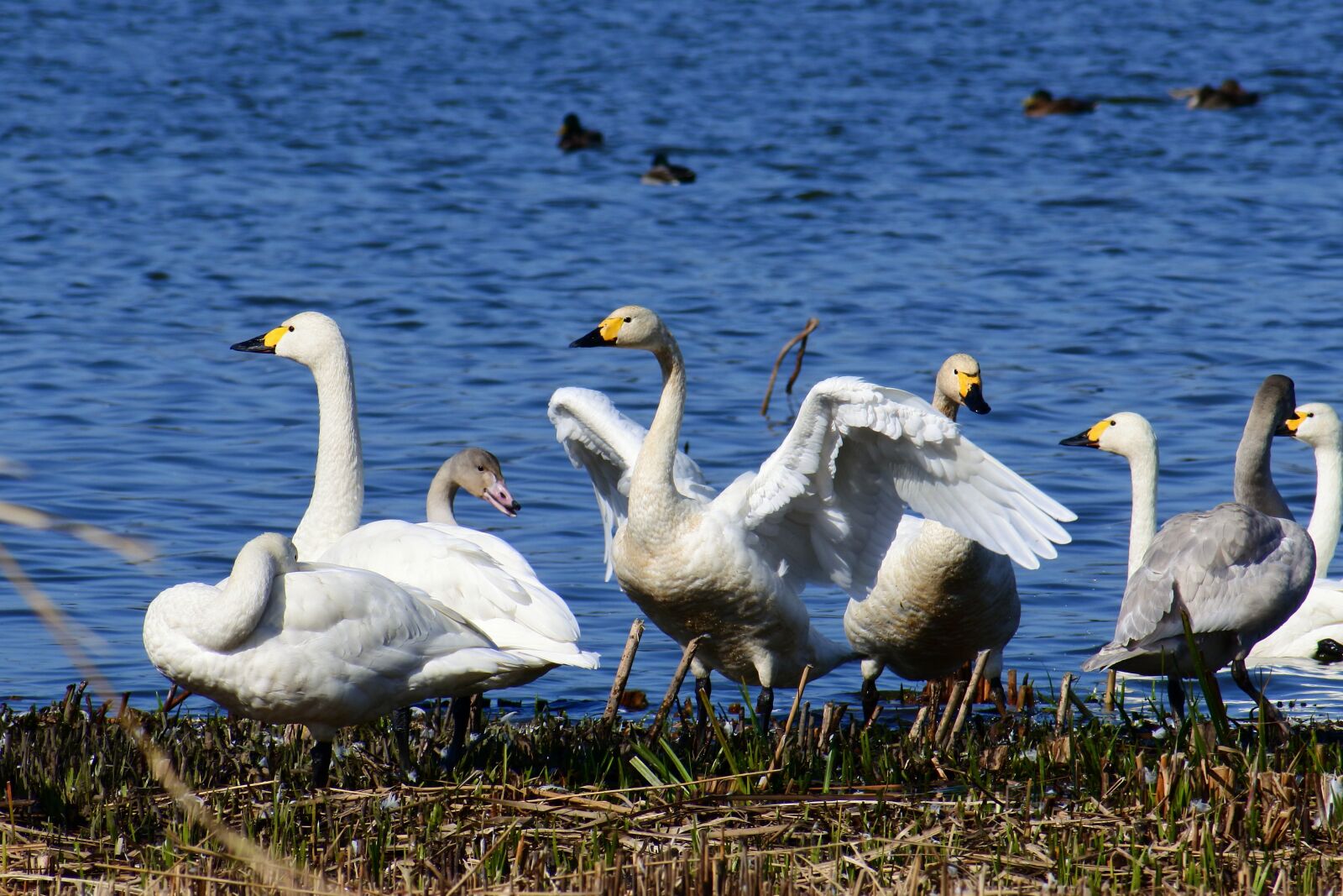 VR 70-300mm f/4.5-6.3G sample photo. Animal, lake, japan photography
