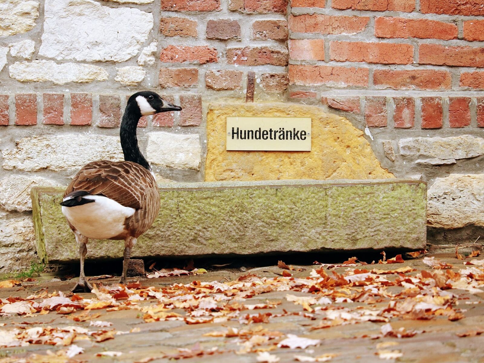Canon EOS 750D (EOS Rebel T6i / EOS Kiss X8i) sample photo. Nature, bird, brick photography