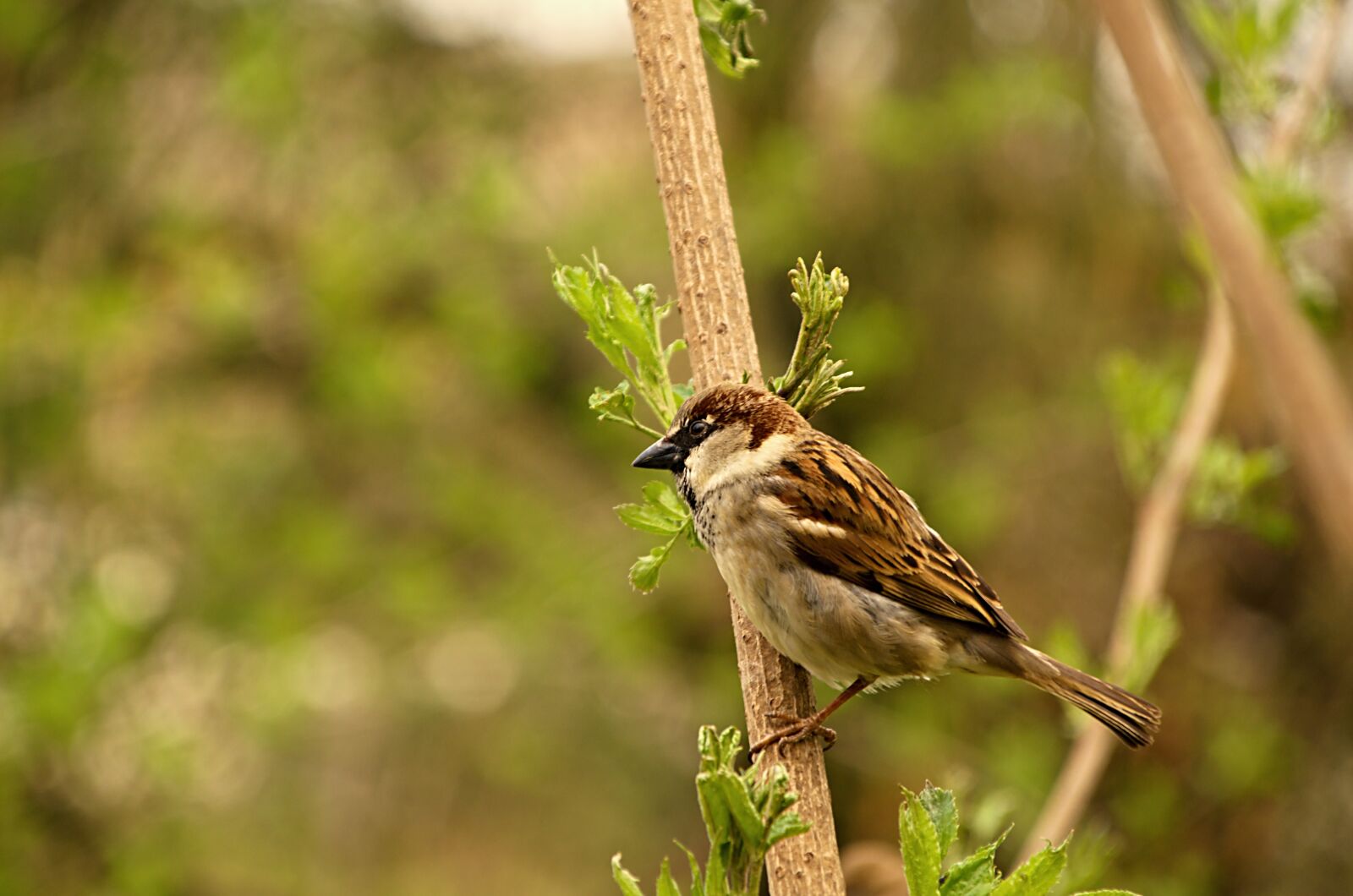 18.00 - 200.00 mm f/3.5 - 6.3 sample photo. Sparrow, bird, birds photography