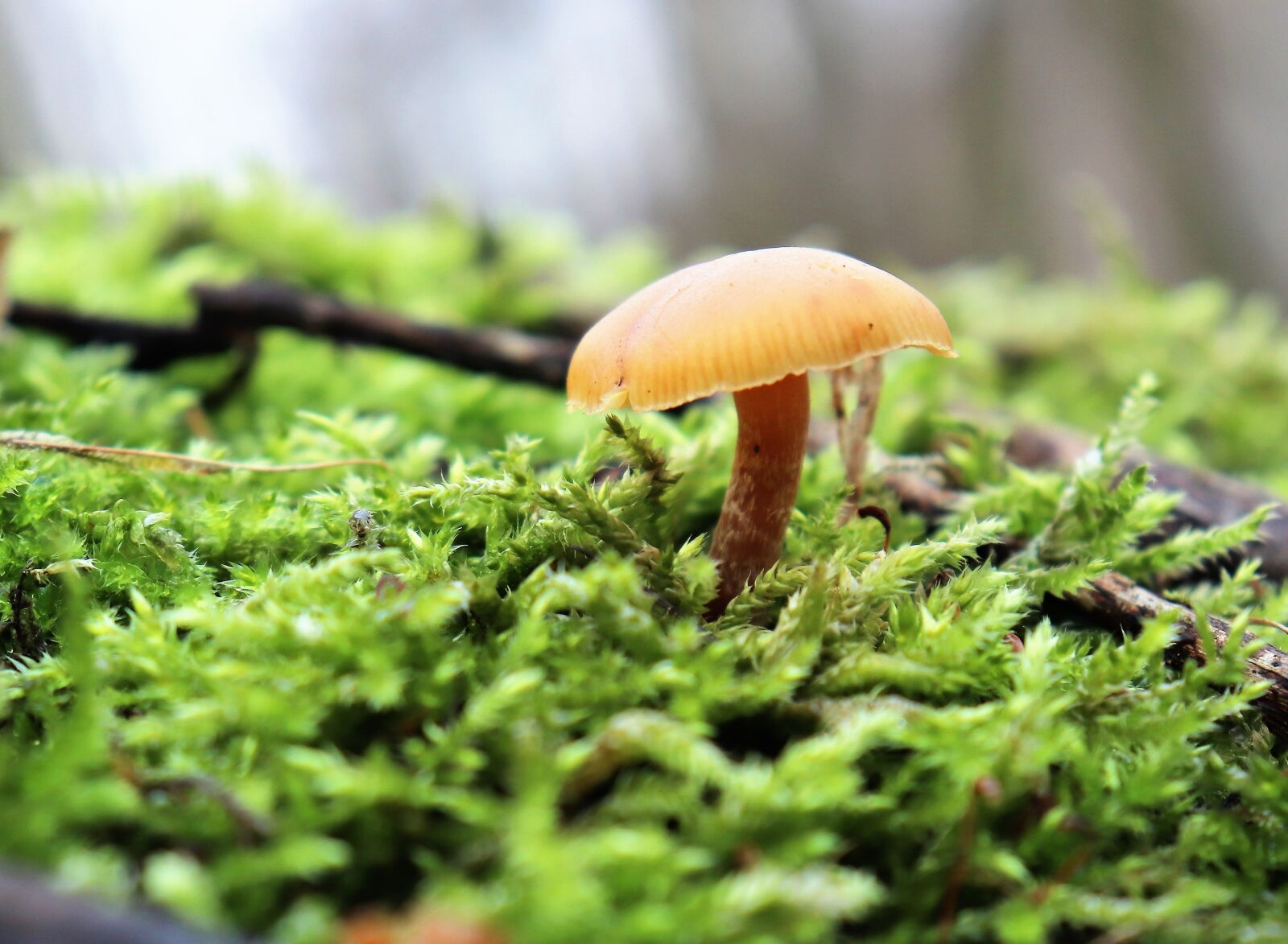 Canon EOS 200D (EOS Rebel SL2 / EOS Kiss X9) sample photo. Nature, forest, mushrooms photography