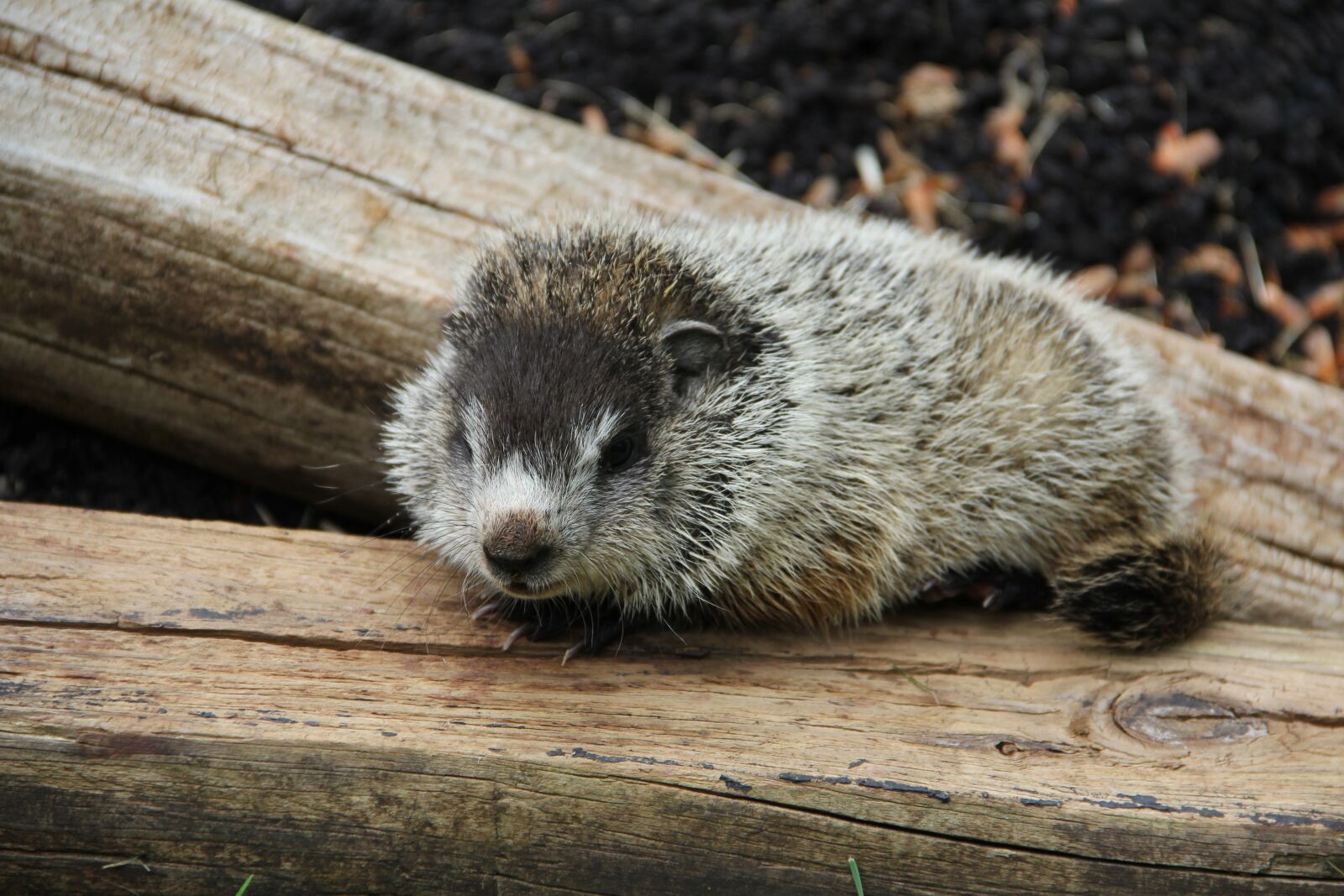 Canon EF-S 18-135mm F3.5-5.6 IS sample photo. Baby, groundhog, lonely photography